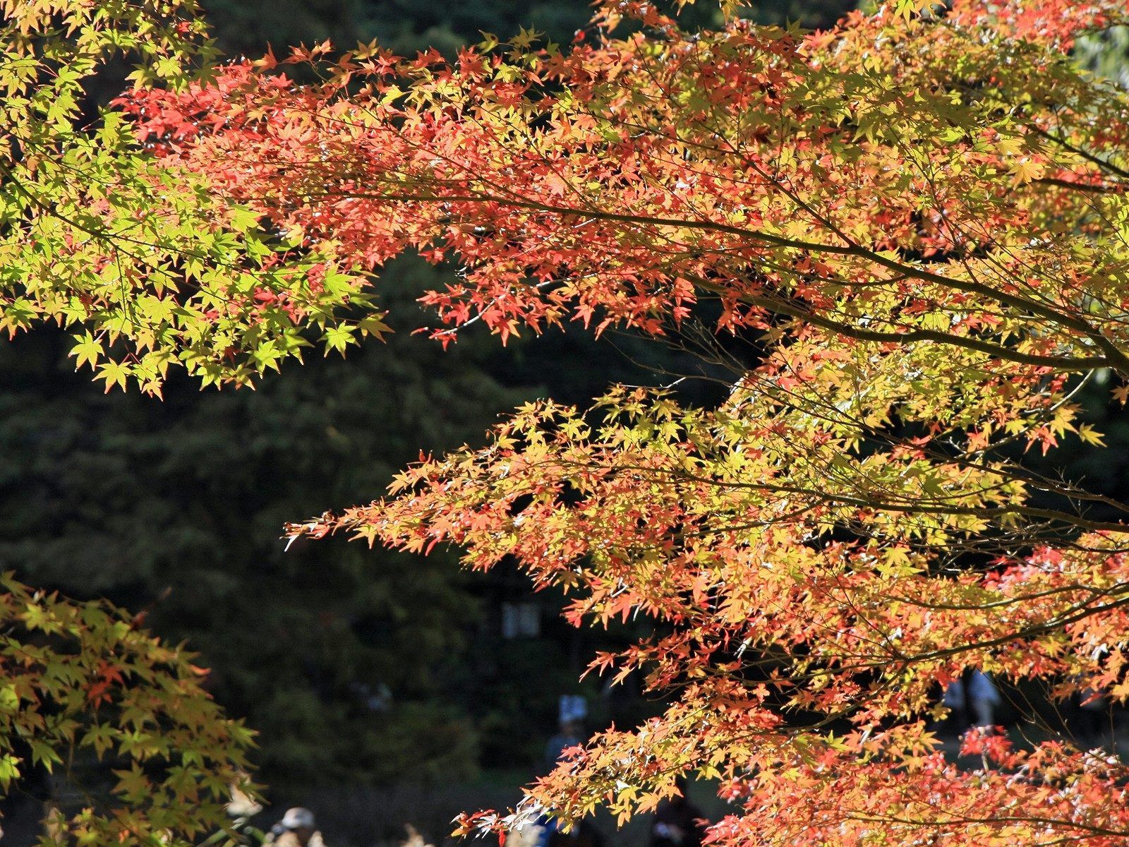 Скачать обои бесплатно Дерево, Природа, Листья, Осень картинка на рабочий стол ПК