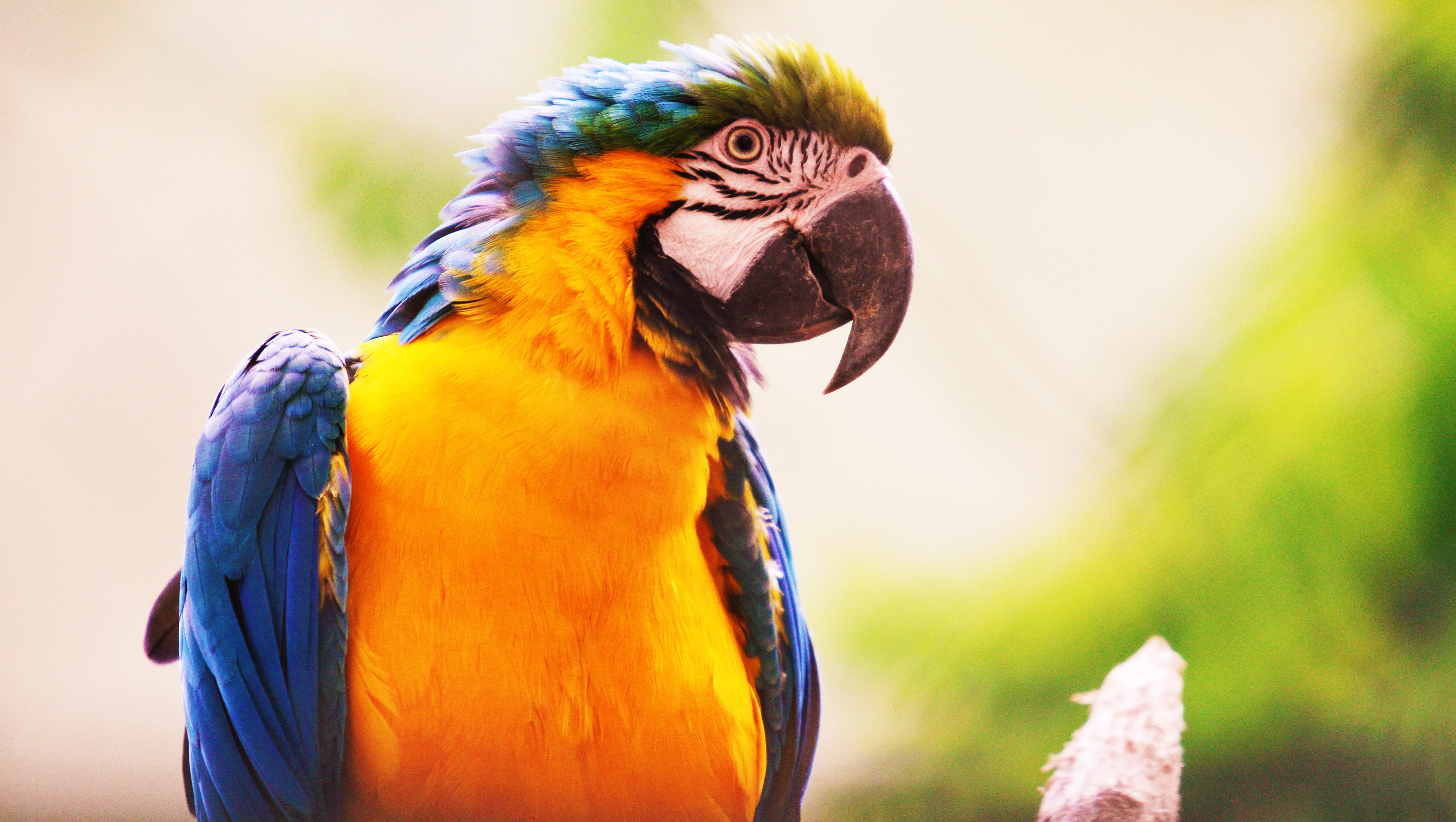 Descarga gratis la imagen Animales, Guacamayo, Aves, Ave, Guacamayo Azul Y Amarillo en el escritorio de tu PC