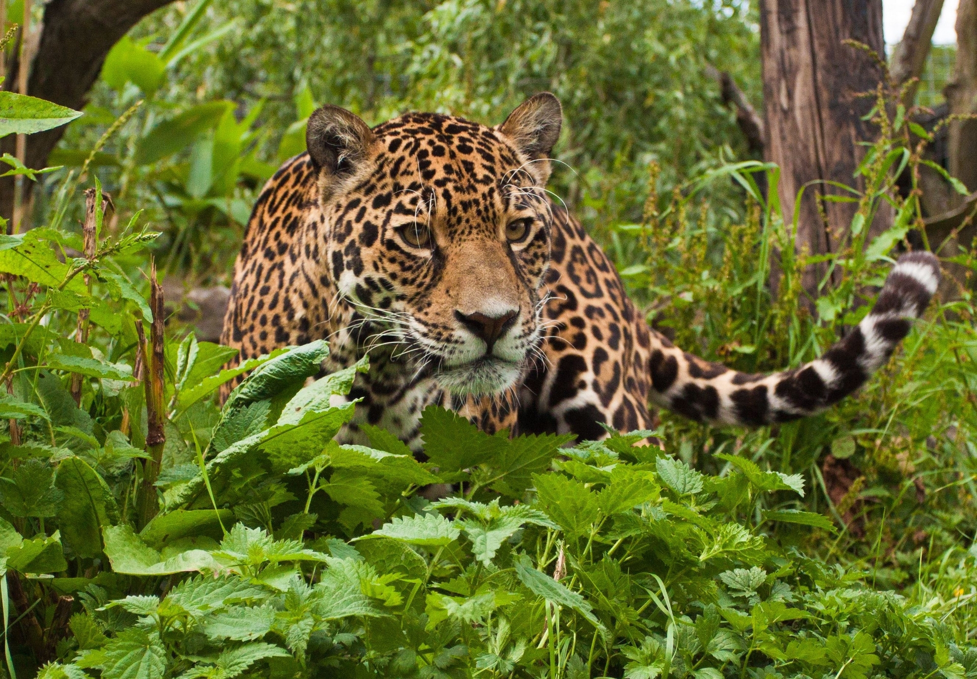 climb, animals, grass, leaves, jaguar, predator