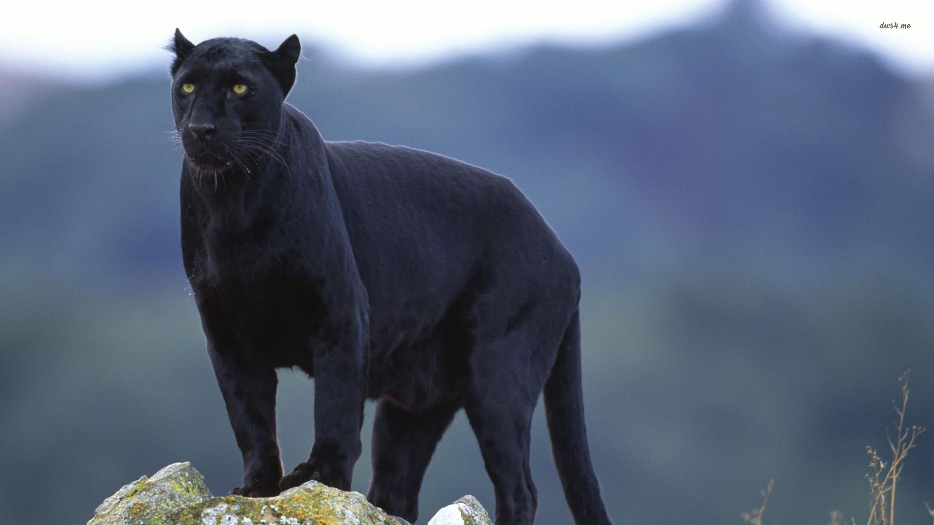 animal, black panther, panther, cats