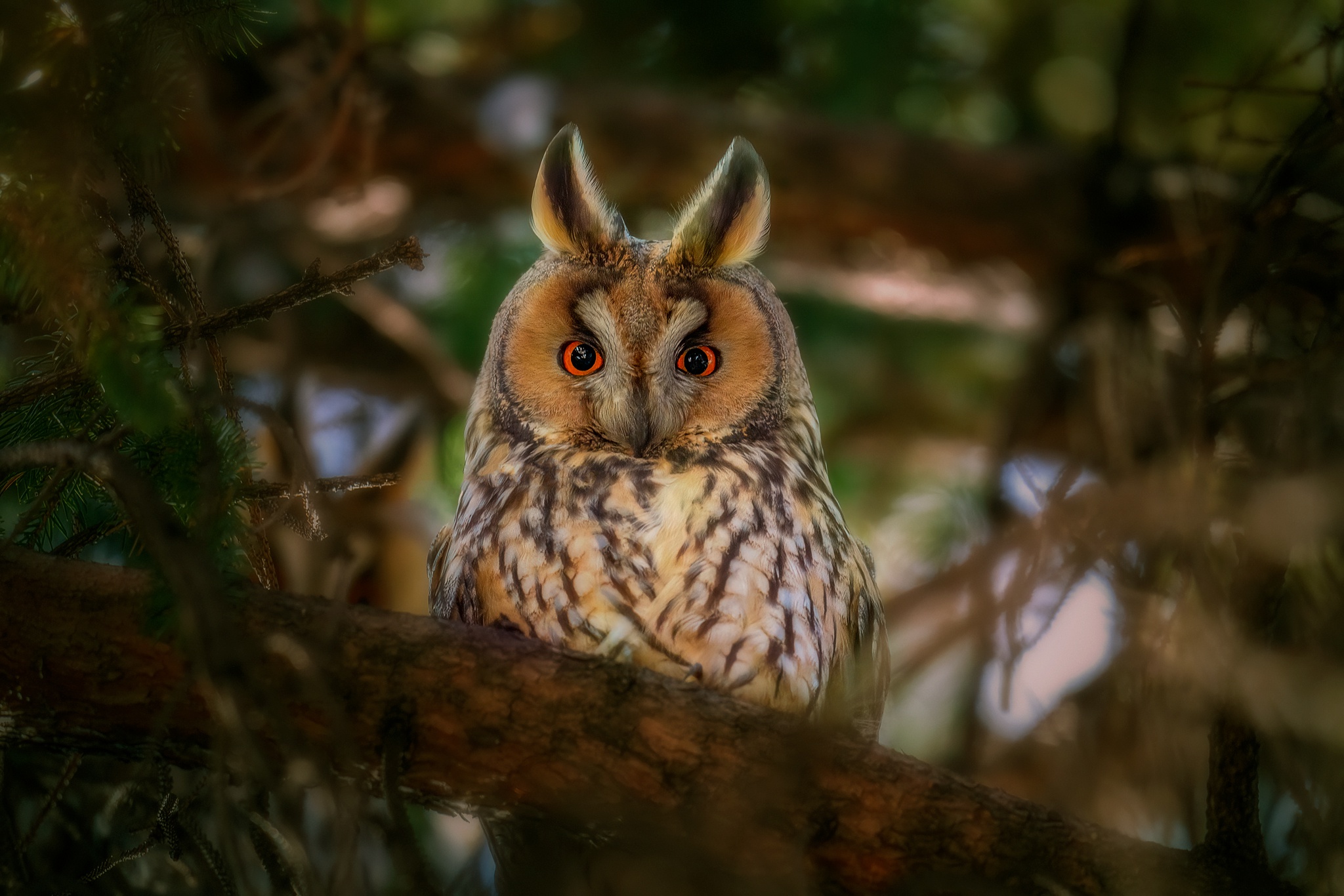 Long Eared Owl 1080p
