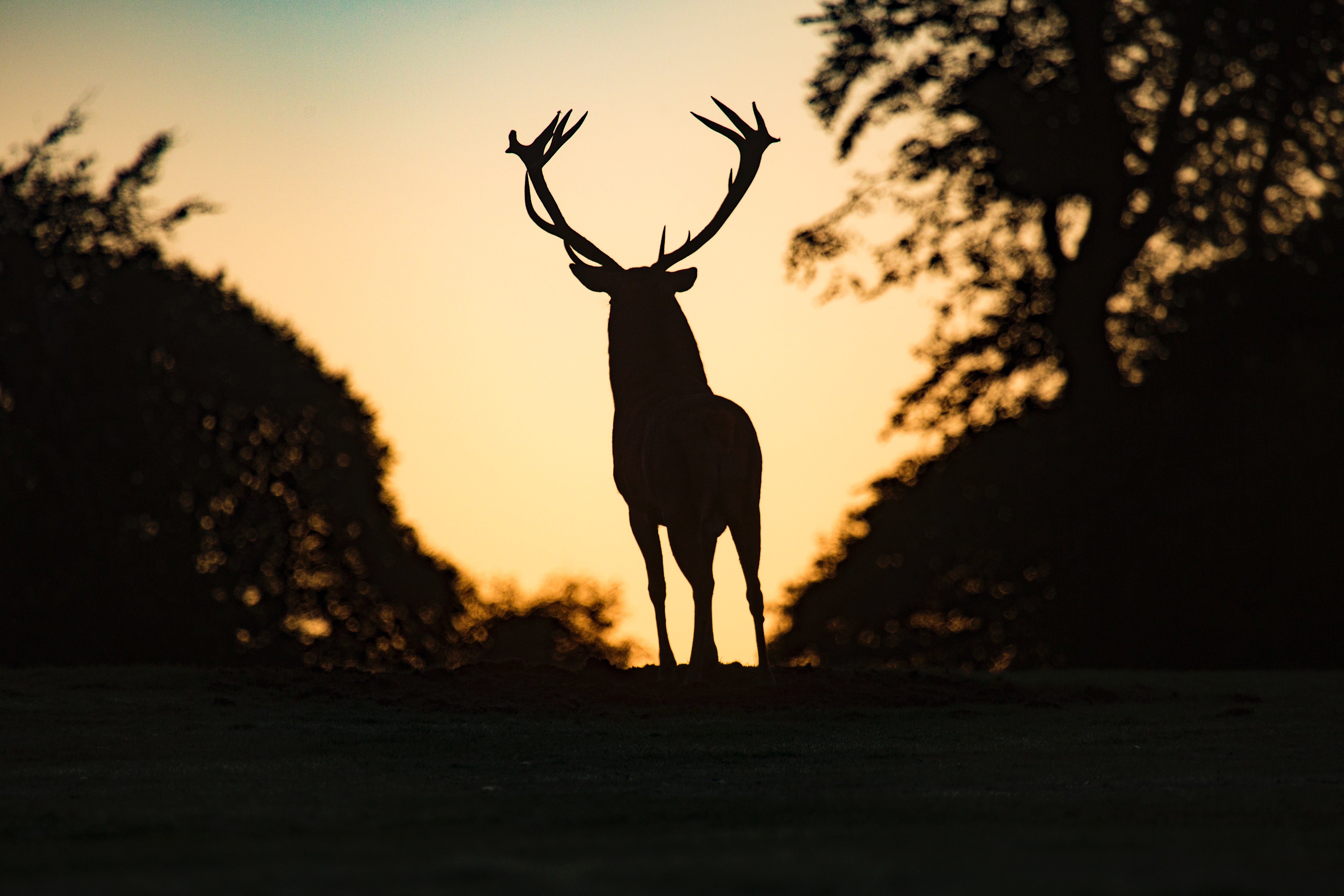 Download mobile wallpaper Animal, Deer, Silhouette, Dark for free.