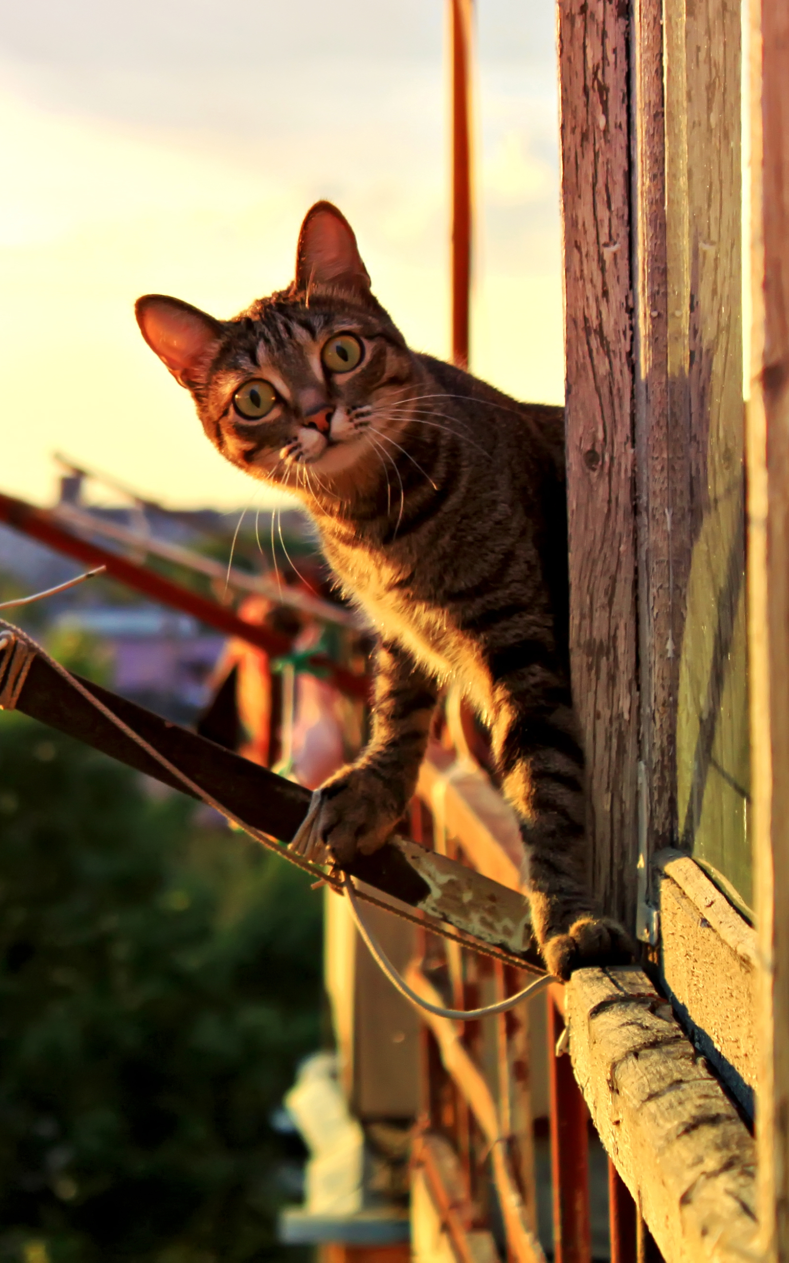 Handy-Wallpaper Tiere, Katzen, Katze kostenlos herunterladen.