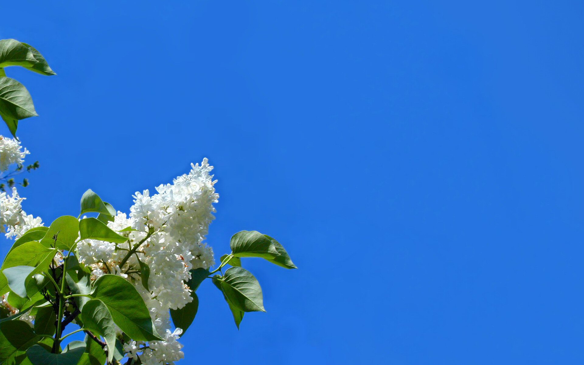 264114 скачать обои зеленый, цвести, белый, синий, небо, листва, флауэрсы, цветок, земля/природа - заставки и картинки бесплатно