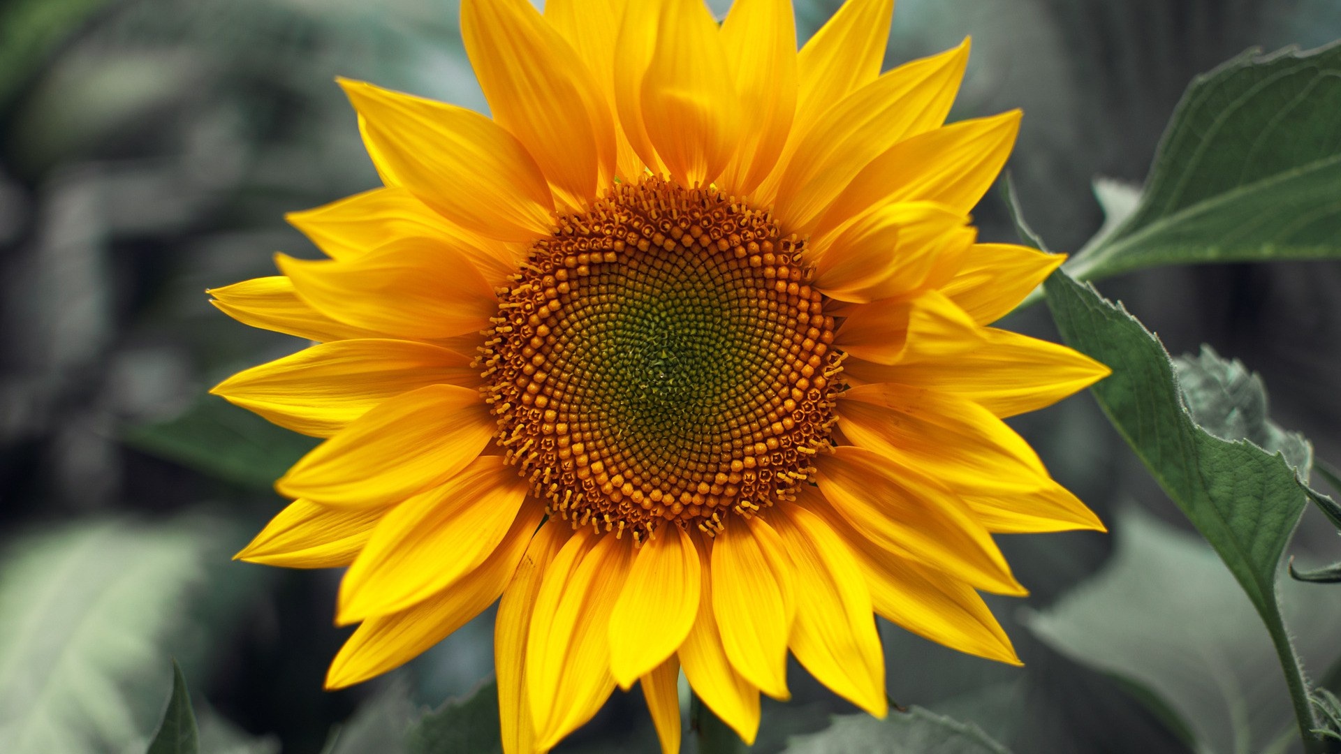 Download mobile wallpaper Earth, Sunflower for free.