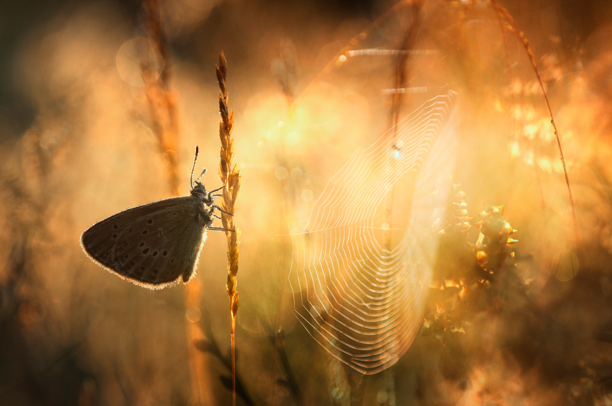 Download mobile wallpaper Macro, Insect, Butterfly, Animal, Spider Web for free.