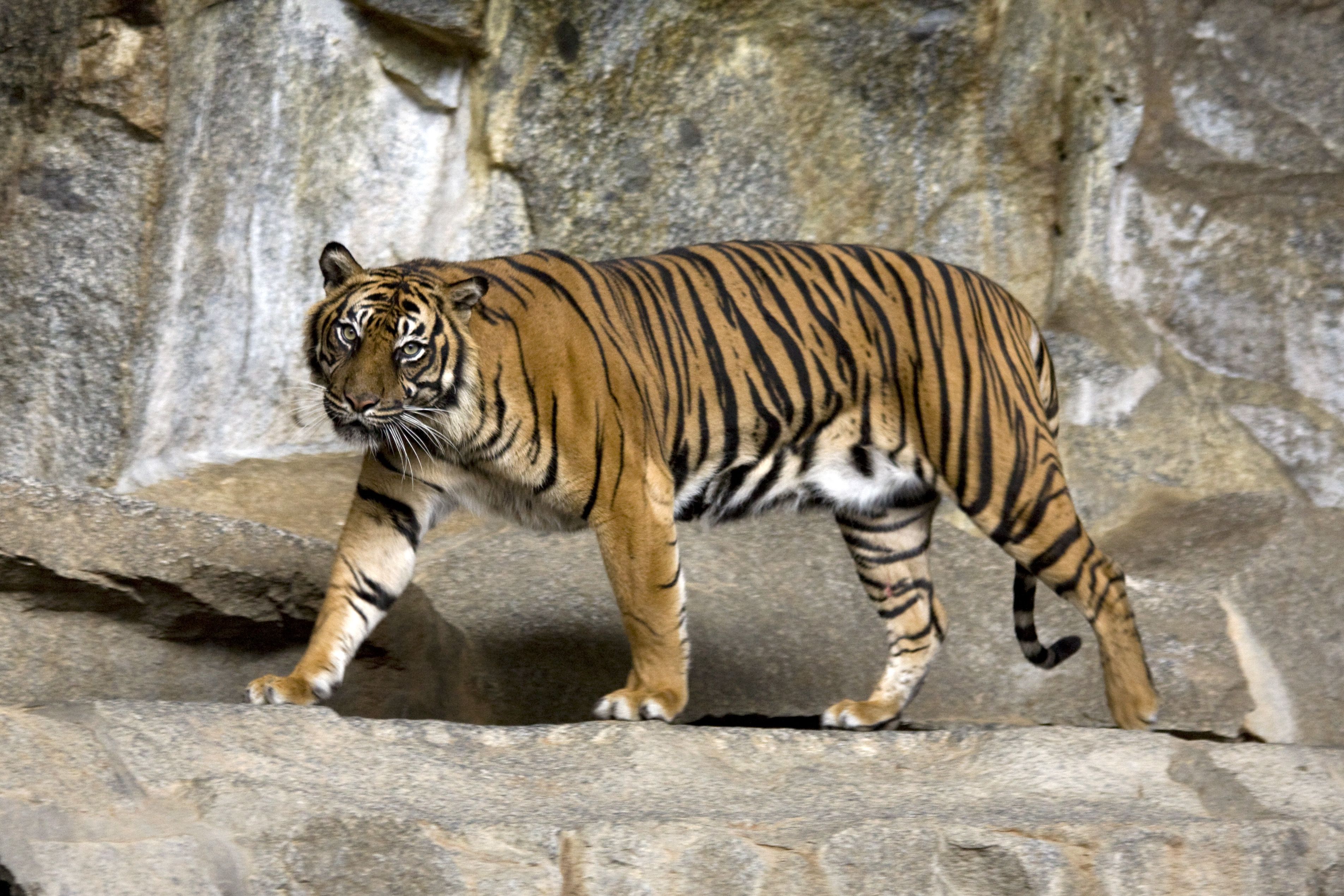 Baixar papel de parede para celular de Animais, Gatos, Tigre gratuito.