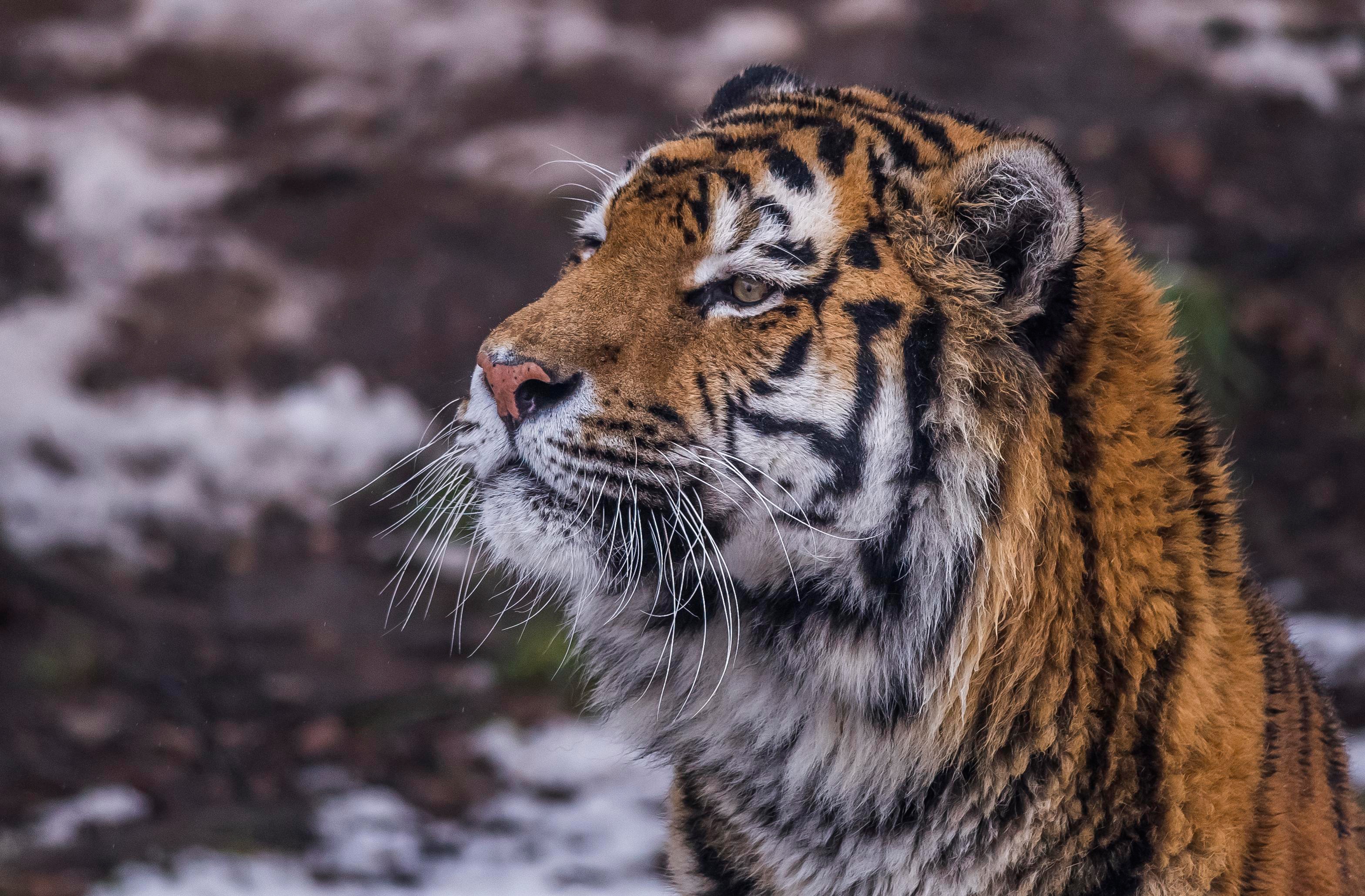 Téléchargez des papiers peints mobile Animaux, Chats, Tigre gratuitement.