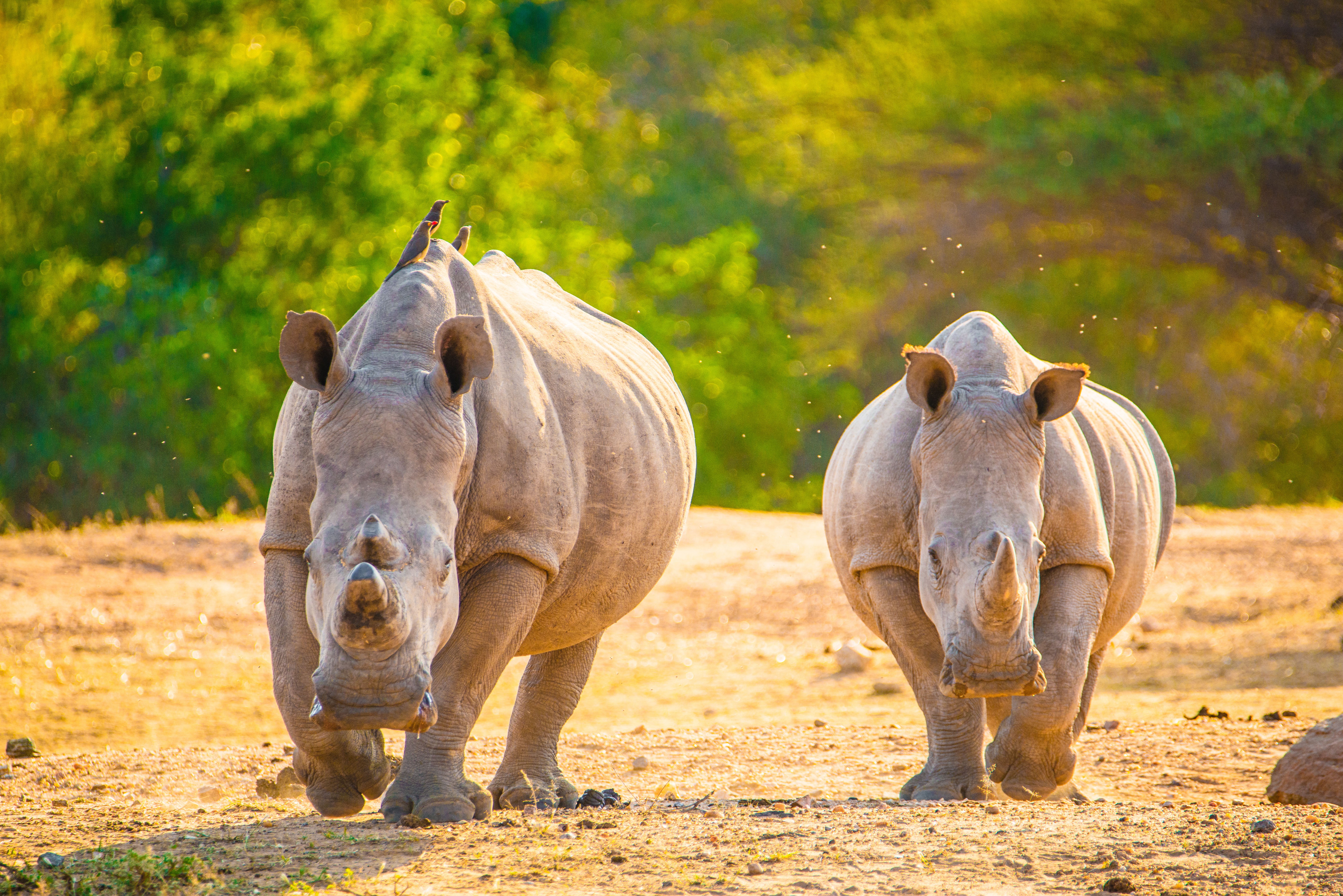 Free download wallpaper Rhinoceros, Rhino, Animal on your PC desktop
