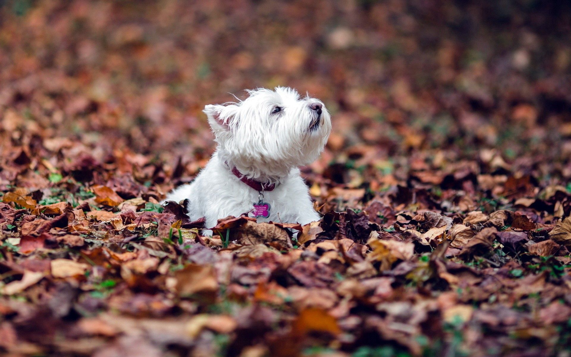 Download mobile wallpaper Lie, To Lie Down, Terrier, Dog, Animals, Leaves, Autumn for free.