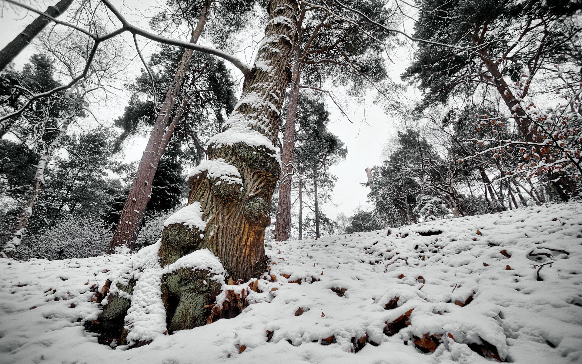 Handy-Wallpaper Winter, Erde/natur kostenlos herunterladen.