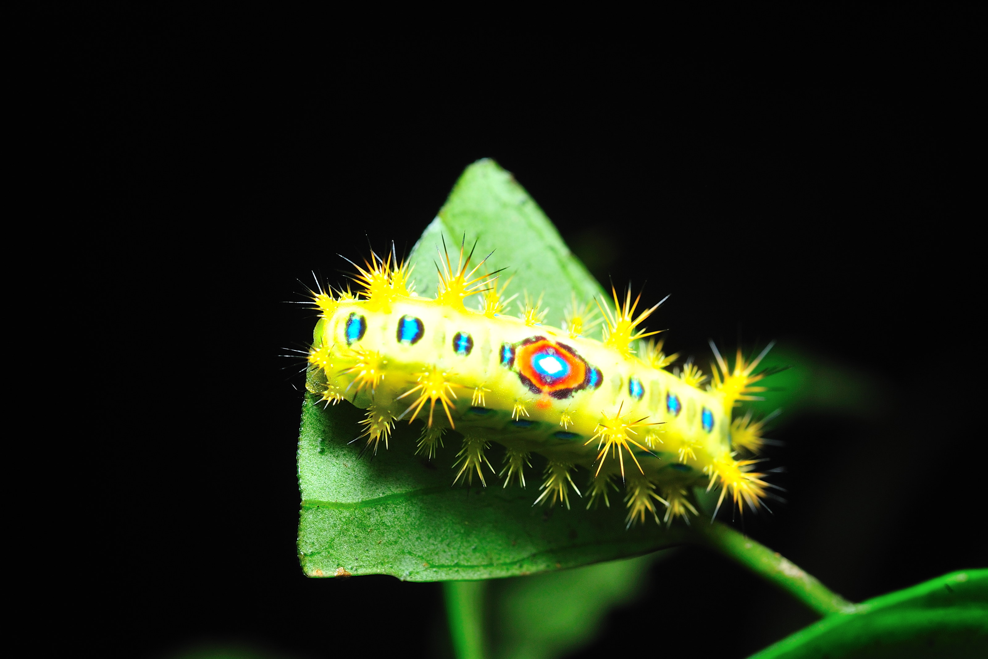 Download mobile wallpaper Animal, Caterpillar for free.