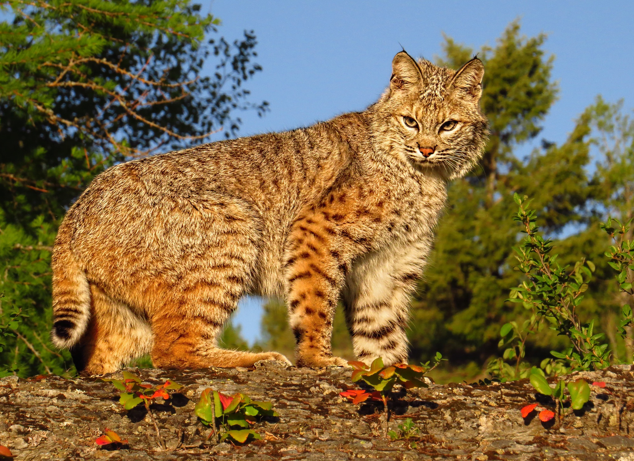 Laden Sie das Tiere, Katzen, Luchs-Bild kostenlos auf Ihren PC-Desktop herunter