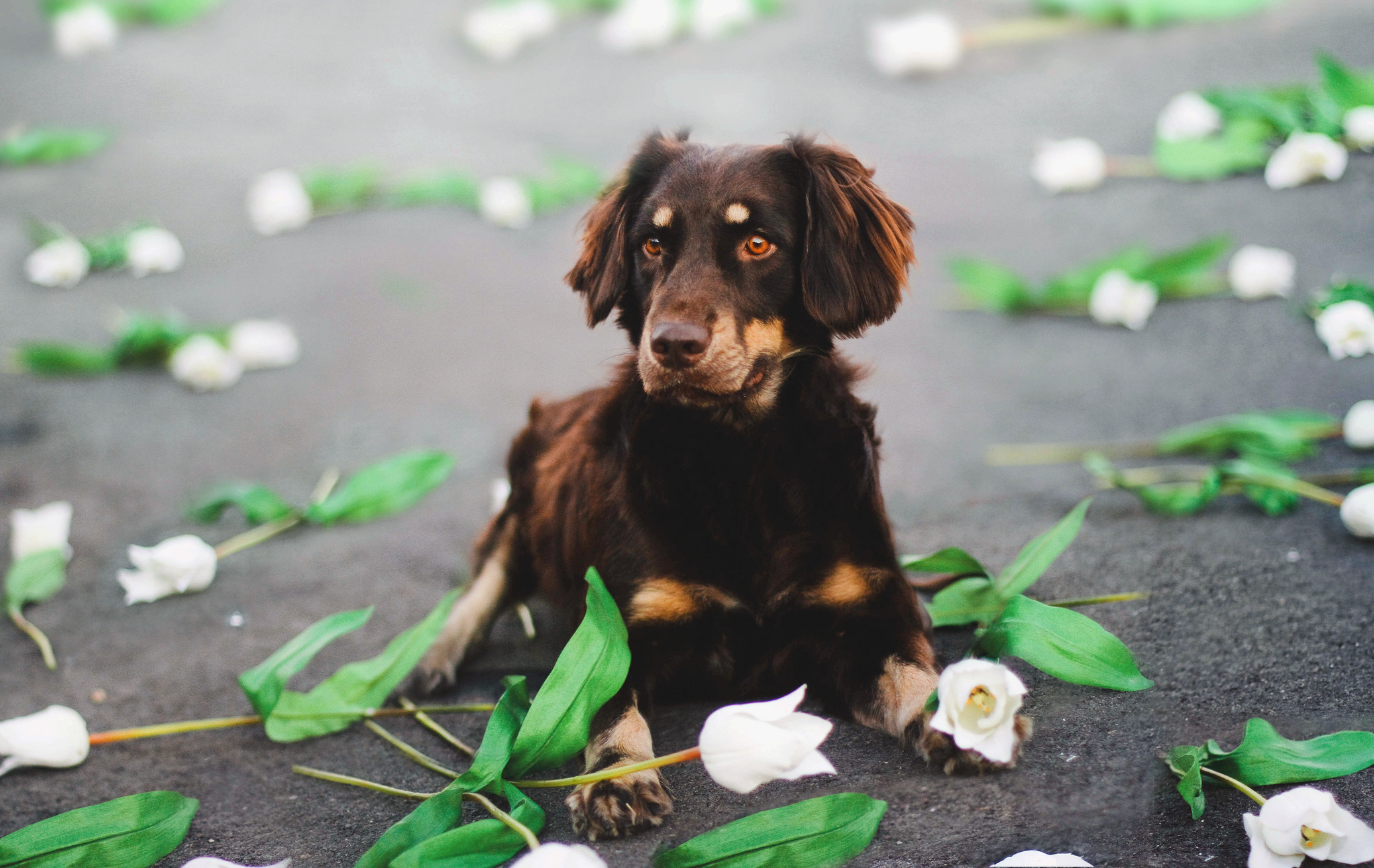 Free download wallpaper Dogs, Flower, Dog, Animal, Australian Shepherd on your PC desktop