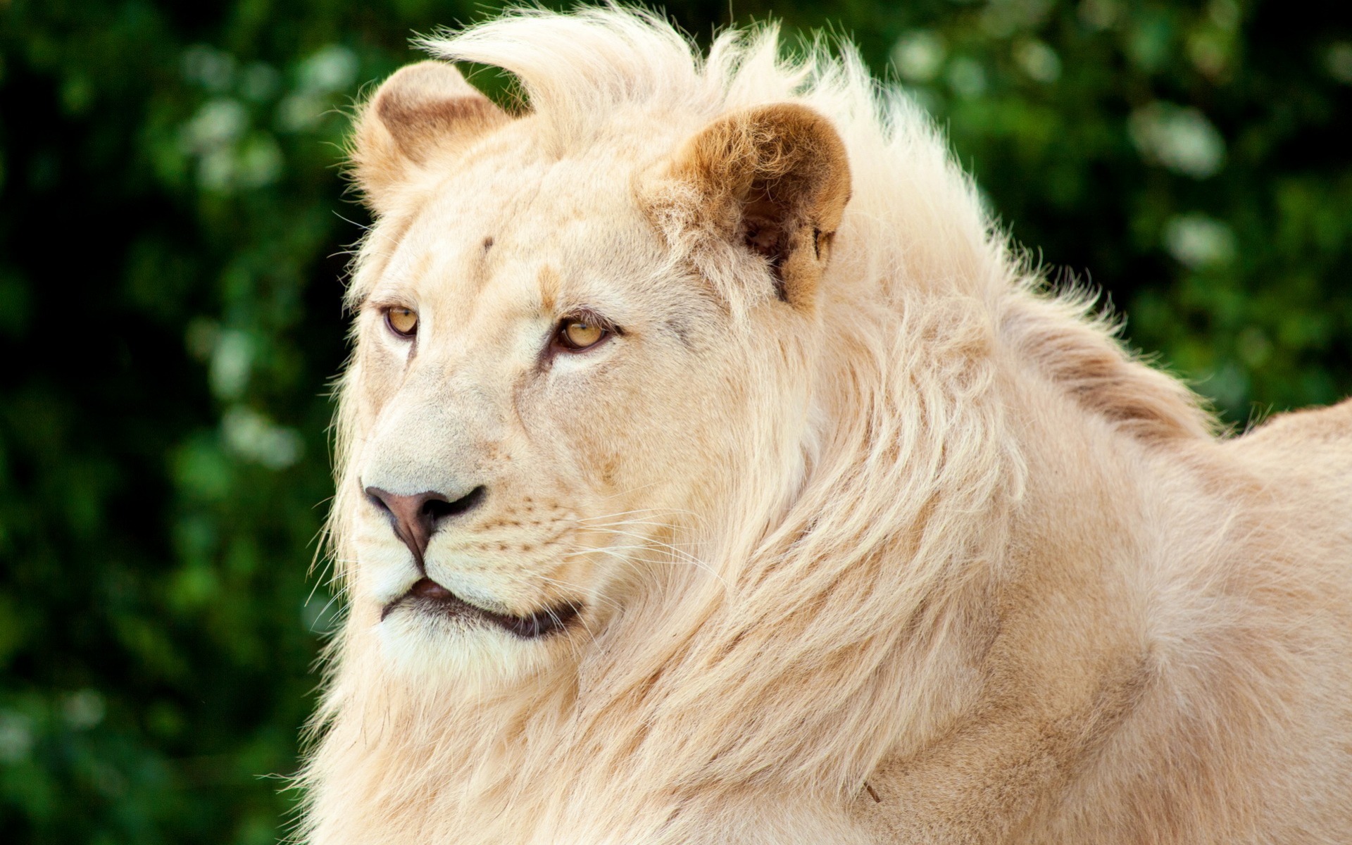 819202 baixar papel de parede animais, leão branco - protetores de tela e imagens gratuitamente