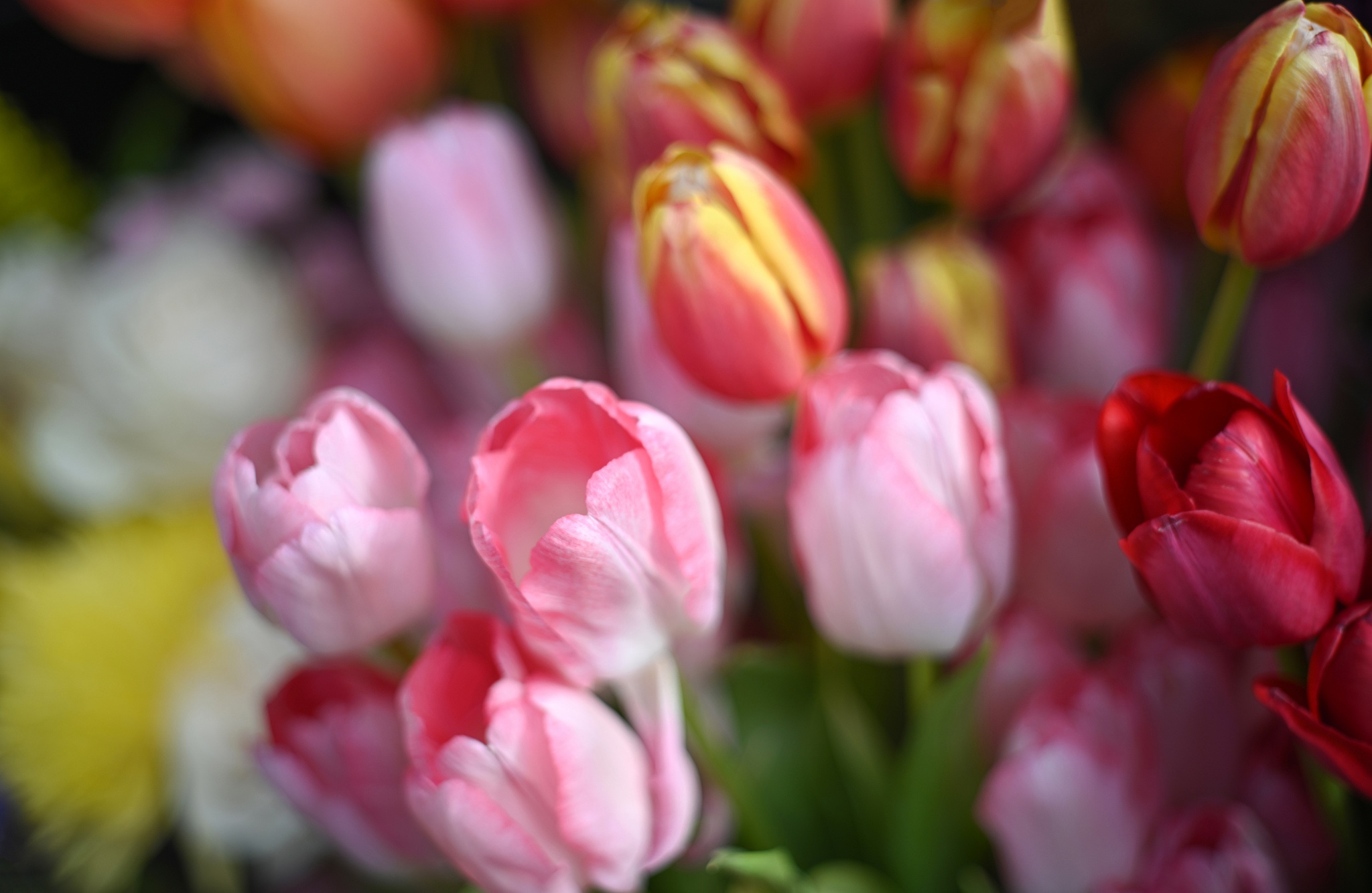 Скачати мобільні шпалери Природа, Квітка, Земля, Тюльпан, Рожева Квітка, Флауерзи безкоштовно.