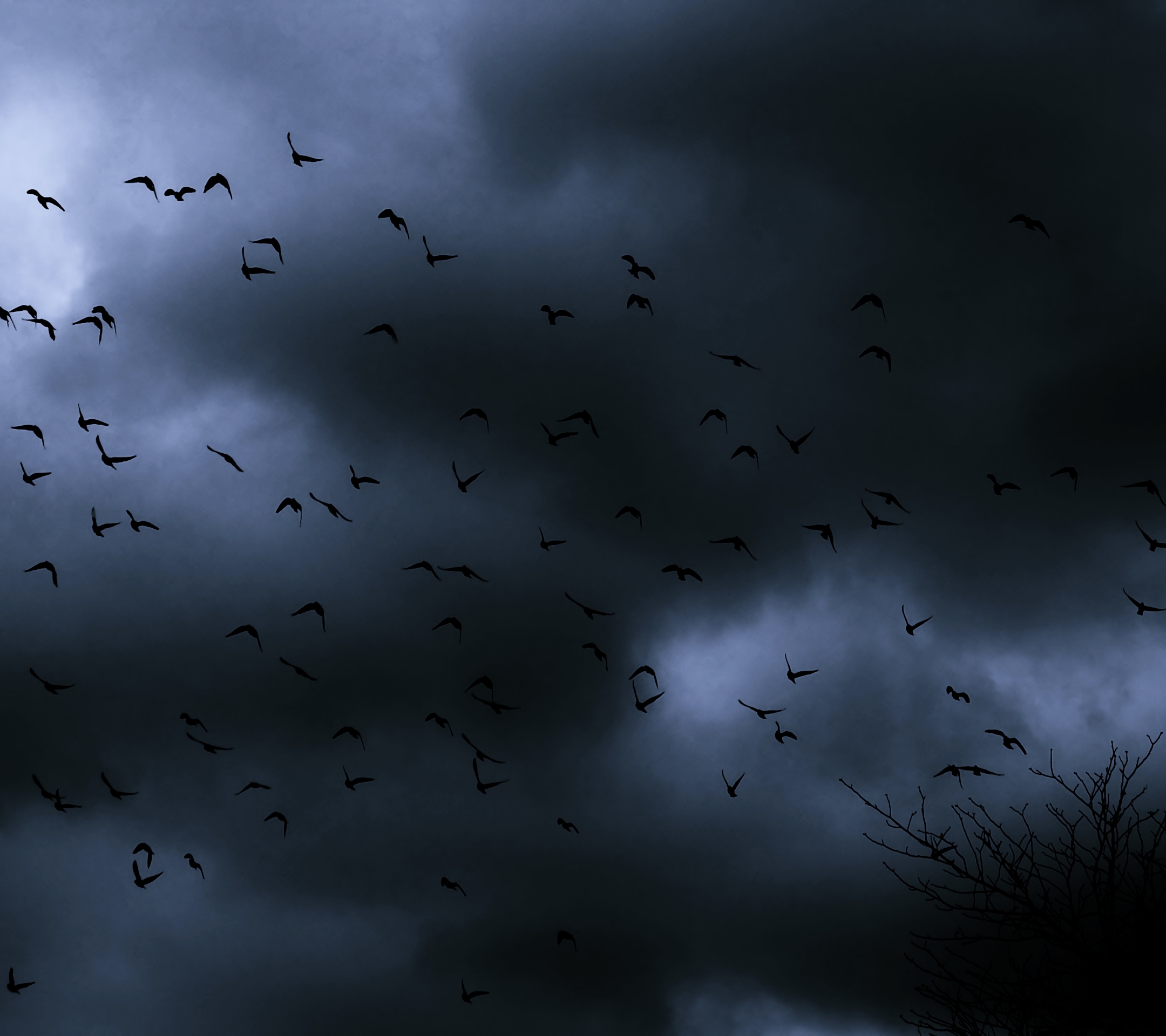 Laden Sie das Natur, Dunkel, Vogel, Wolke, Himmel, Erde/natur-Bild kostenlos auf Ihren PC-Desktop herunter