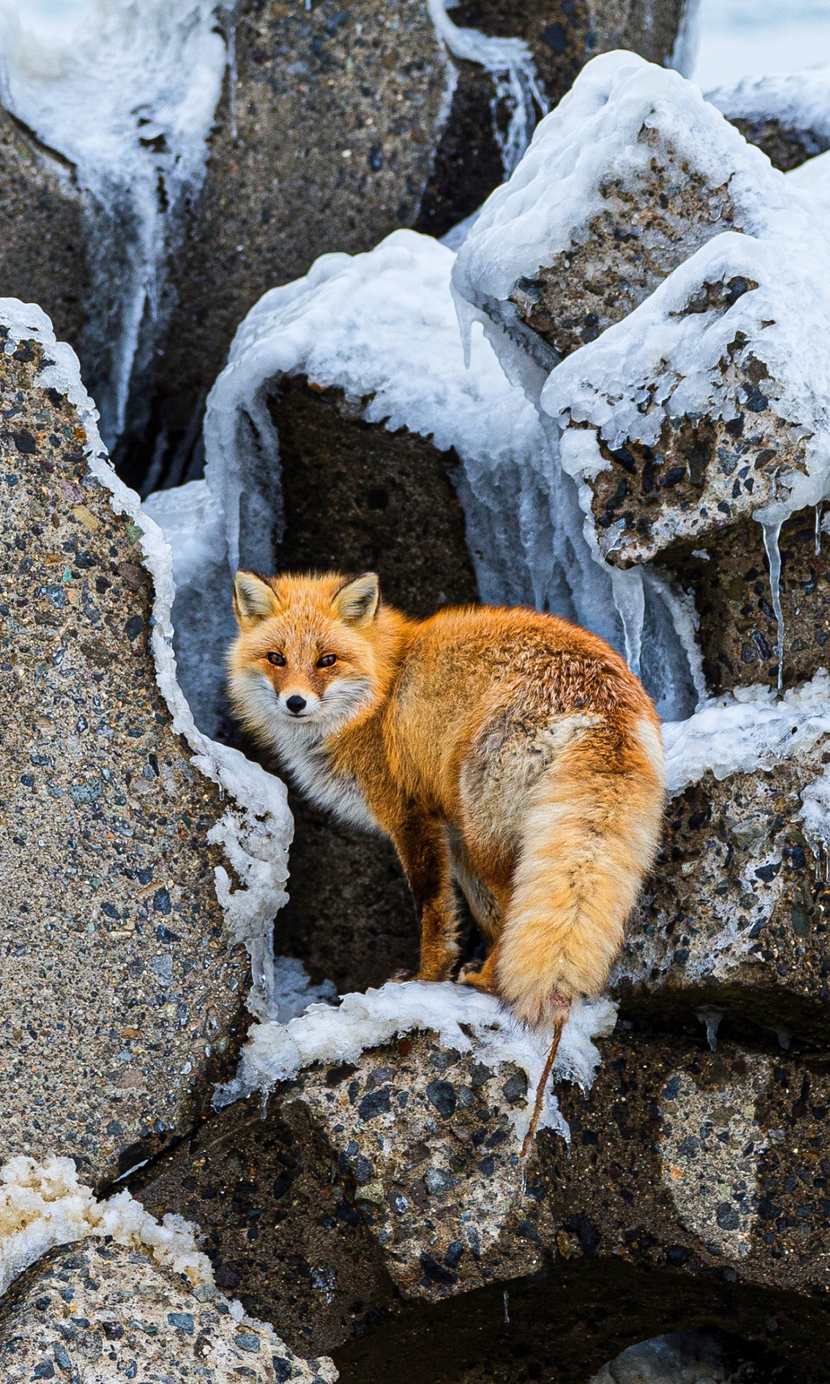 Handy-Wallpaper Tiere, Fuchs kostenlos herunterladen.