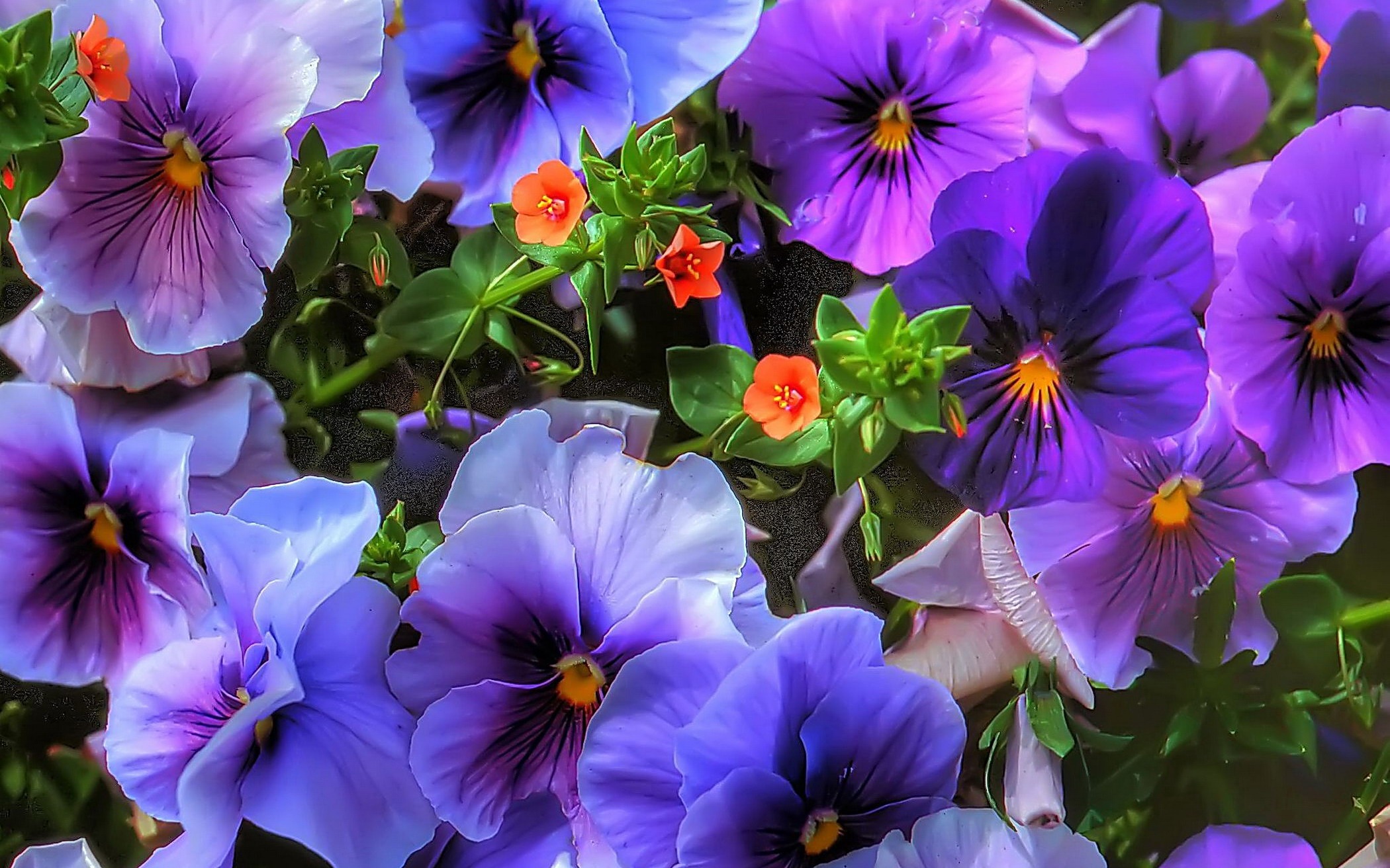 Скачати мобільні шпалери Квітка, Земля, Фіолетова Квітка, Пансі, Флауерзи безкоштовно.