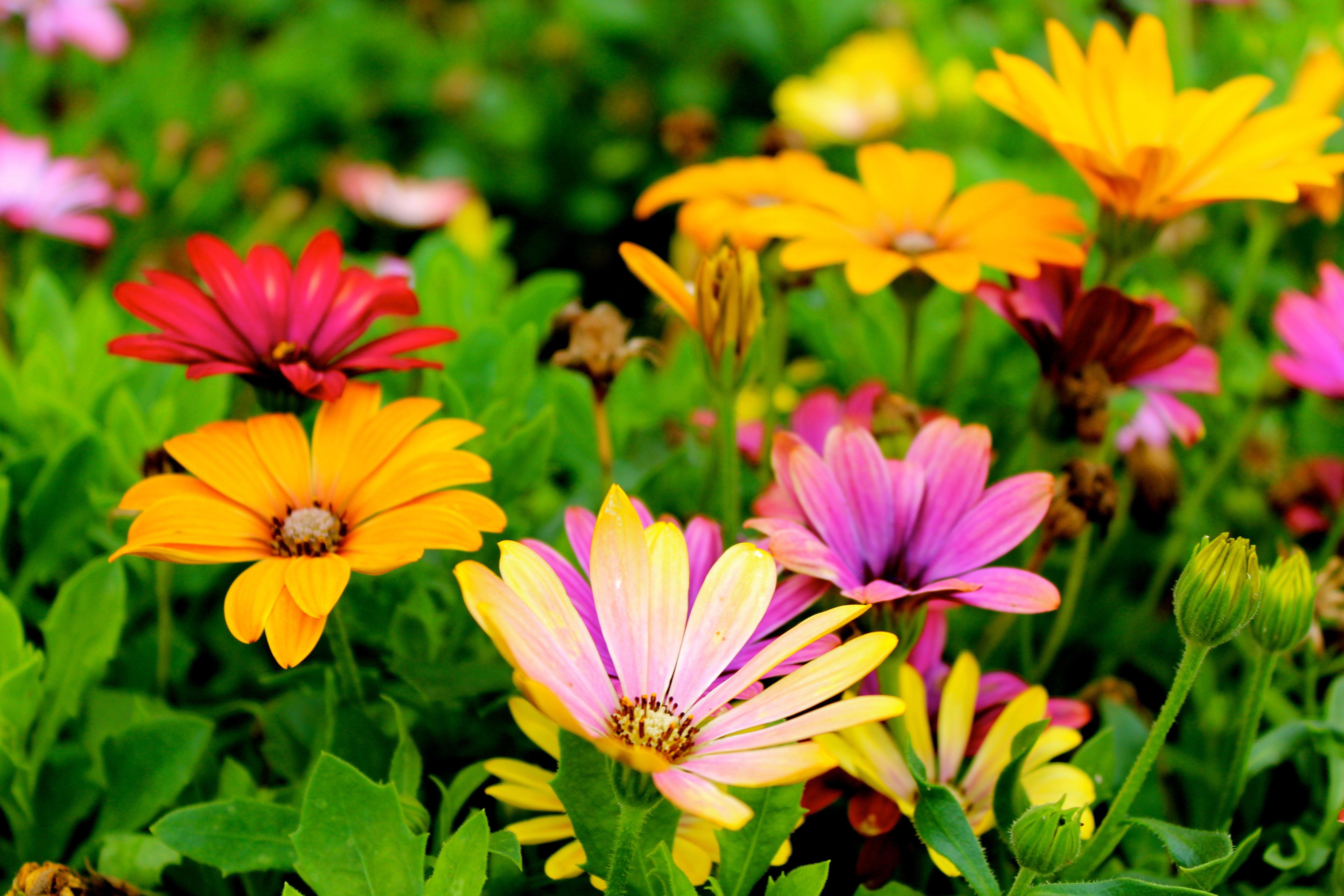 Завантажити шпалери безкоштовно Природа, Квітка, Земля, Жовта Квітка, Рожева Квітка, Флауерзи картинка на робочий стіл ПК
