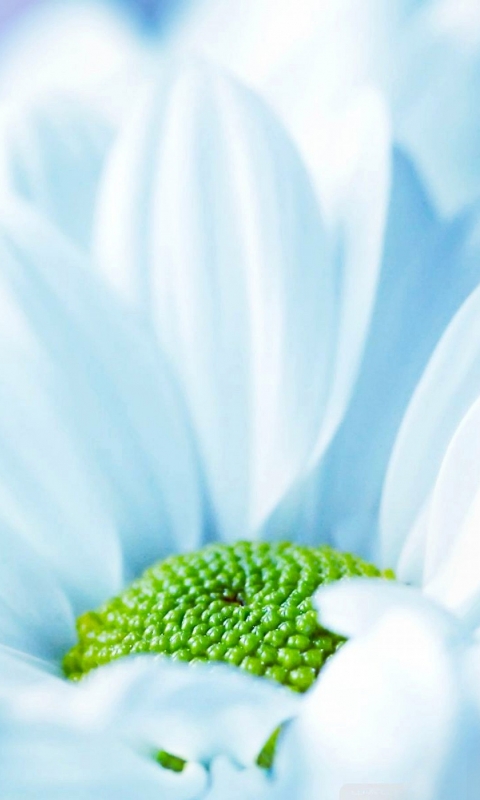 無料モバイル壁紙自然, フラワーズ, 花, 地球, 白い花をダウンロードします。