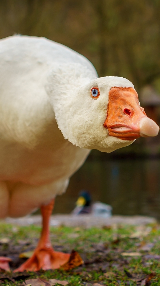 Handy-Wallpaper Tiere, Vögel, Gans kostenlos herunterladen.