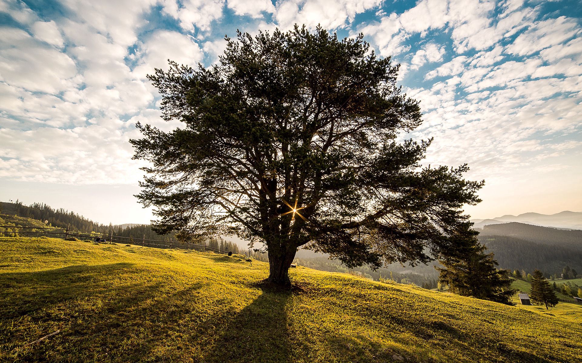 Download mobile wallpaper Kympulung, Romania, Tree, Nature, Grass, Sky, Light, Wood, Shine for free.
