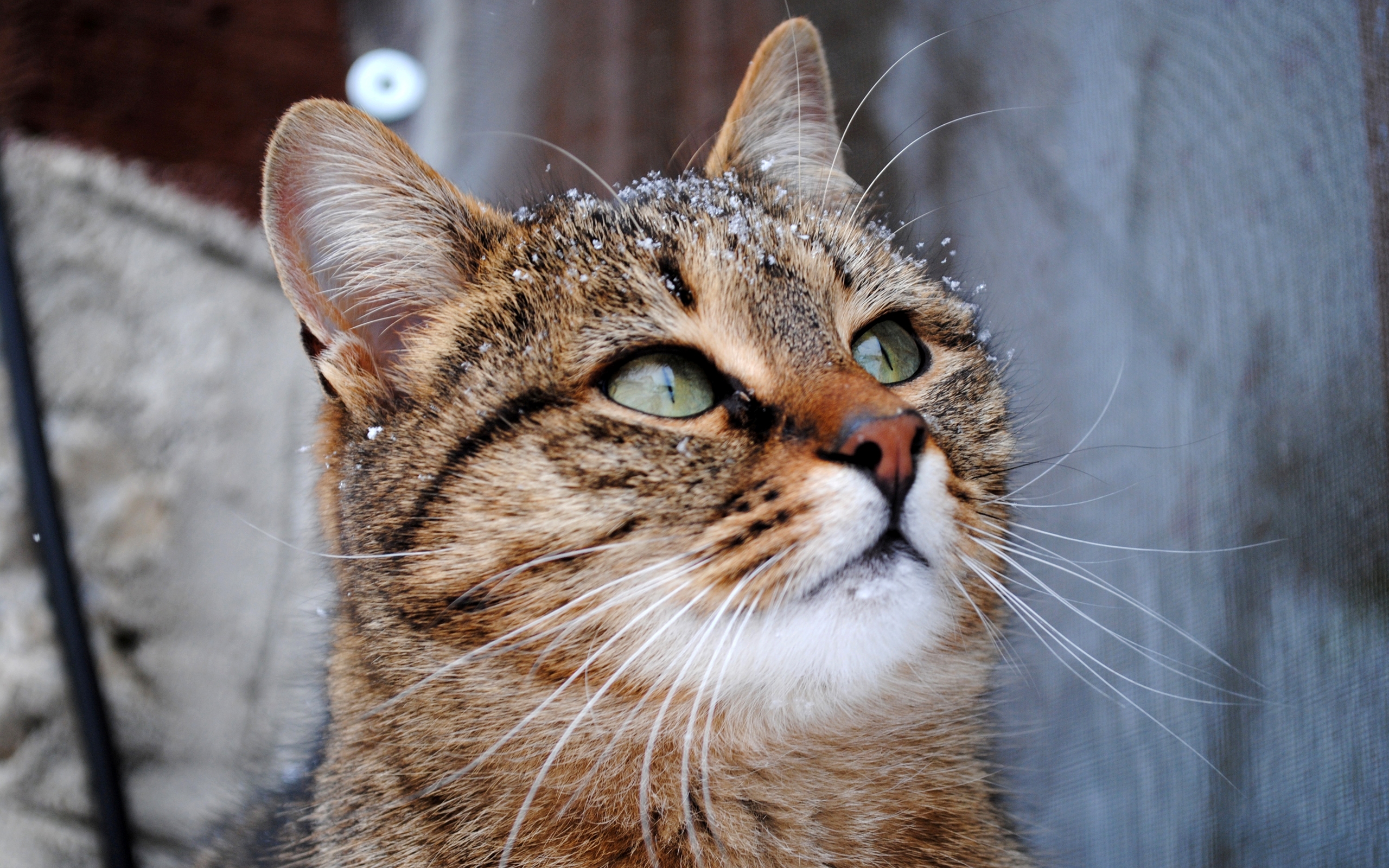 無料モバイル壁紙動物, ネコ, 猫をダウンロードします。