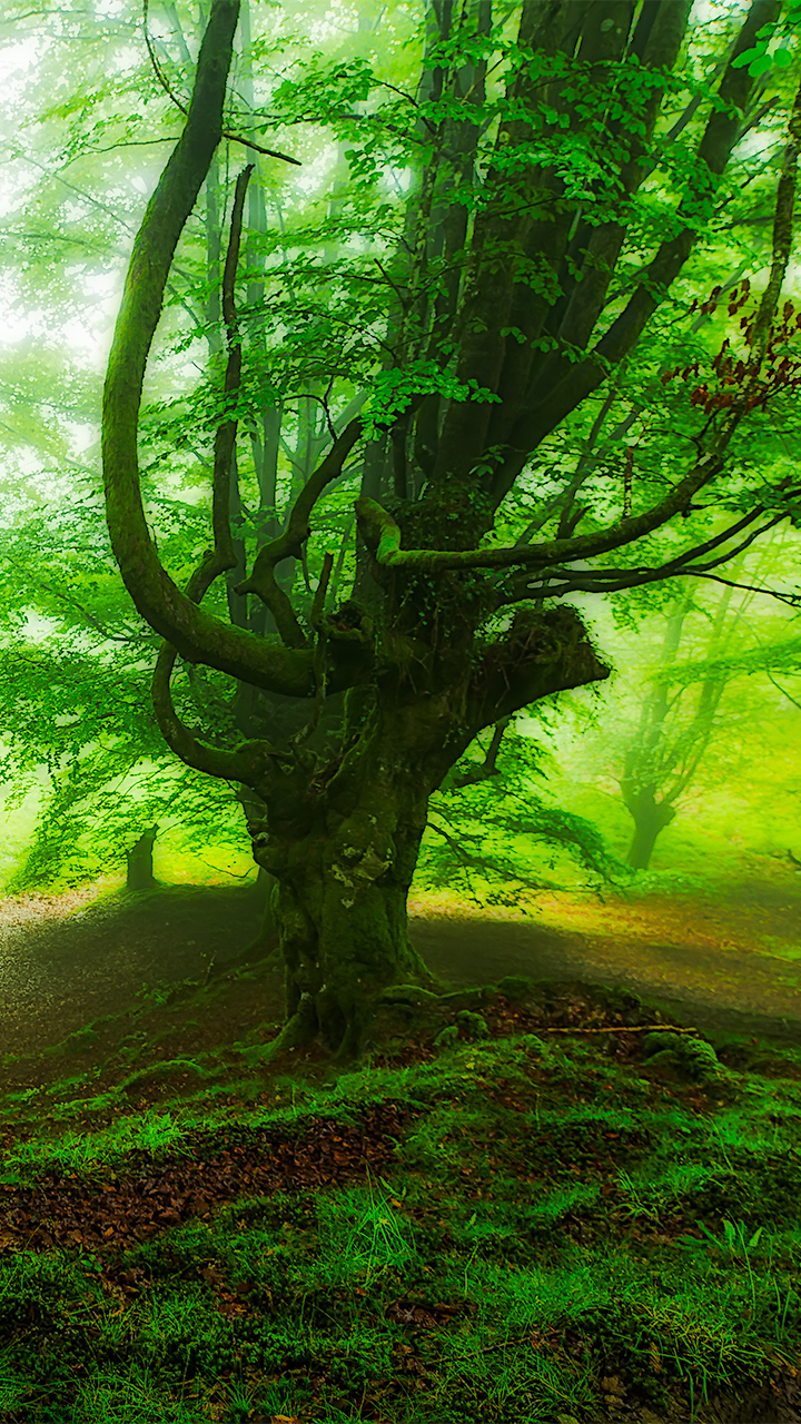 Téléchargez des papiers peints mobile Forêt, Arbre, Brouillard, Verdure, La Nature, Terre/nature gratuitement.