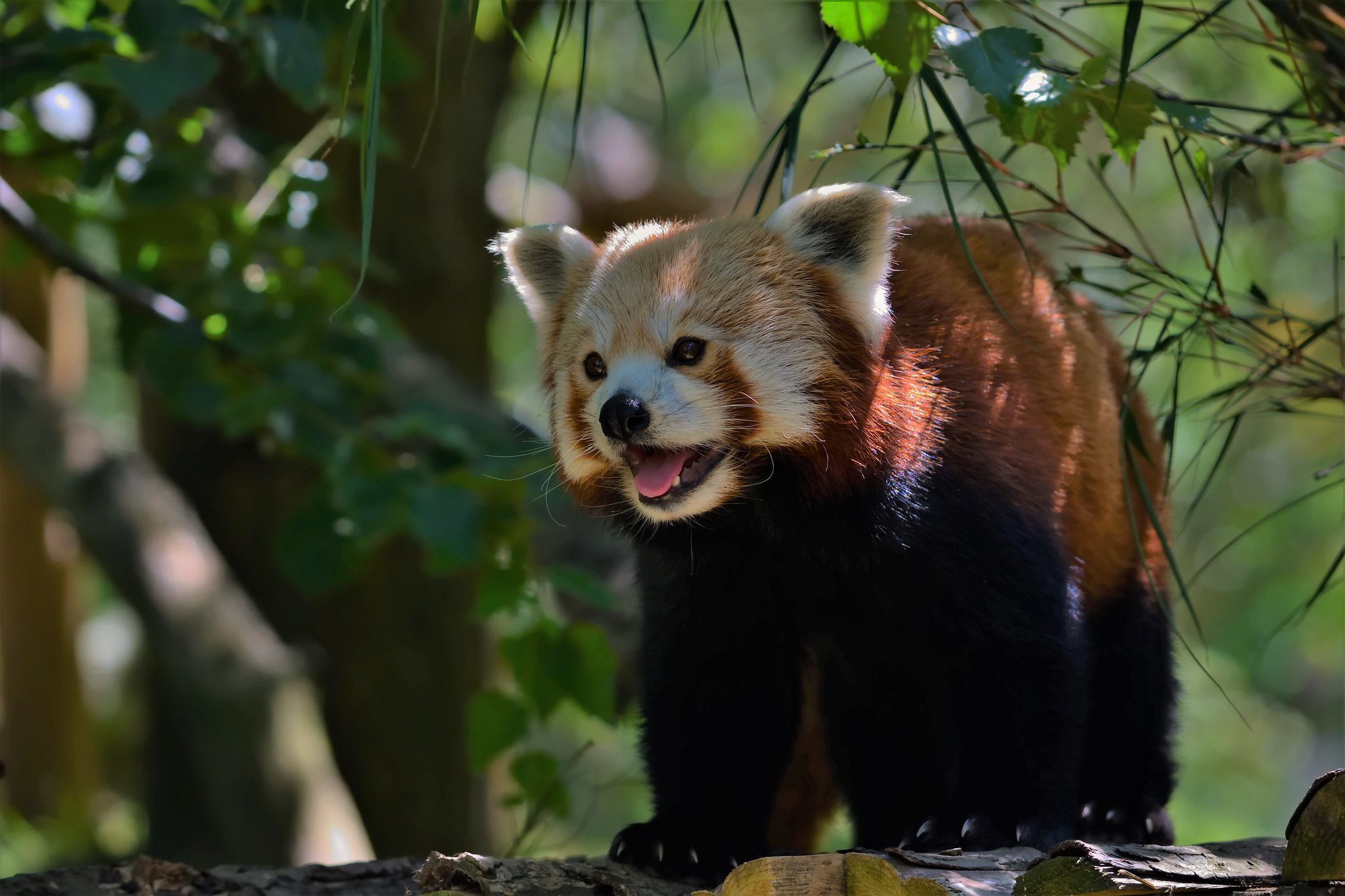 Handy-Wallpaper Tiere, Kleiner Panda kostenlos herunterladen.