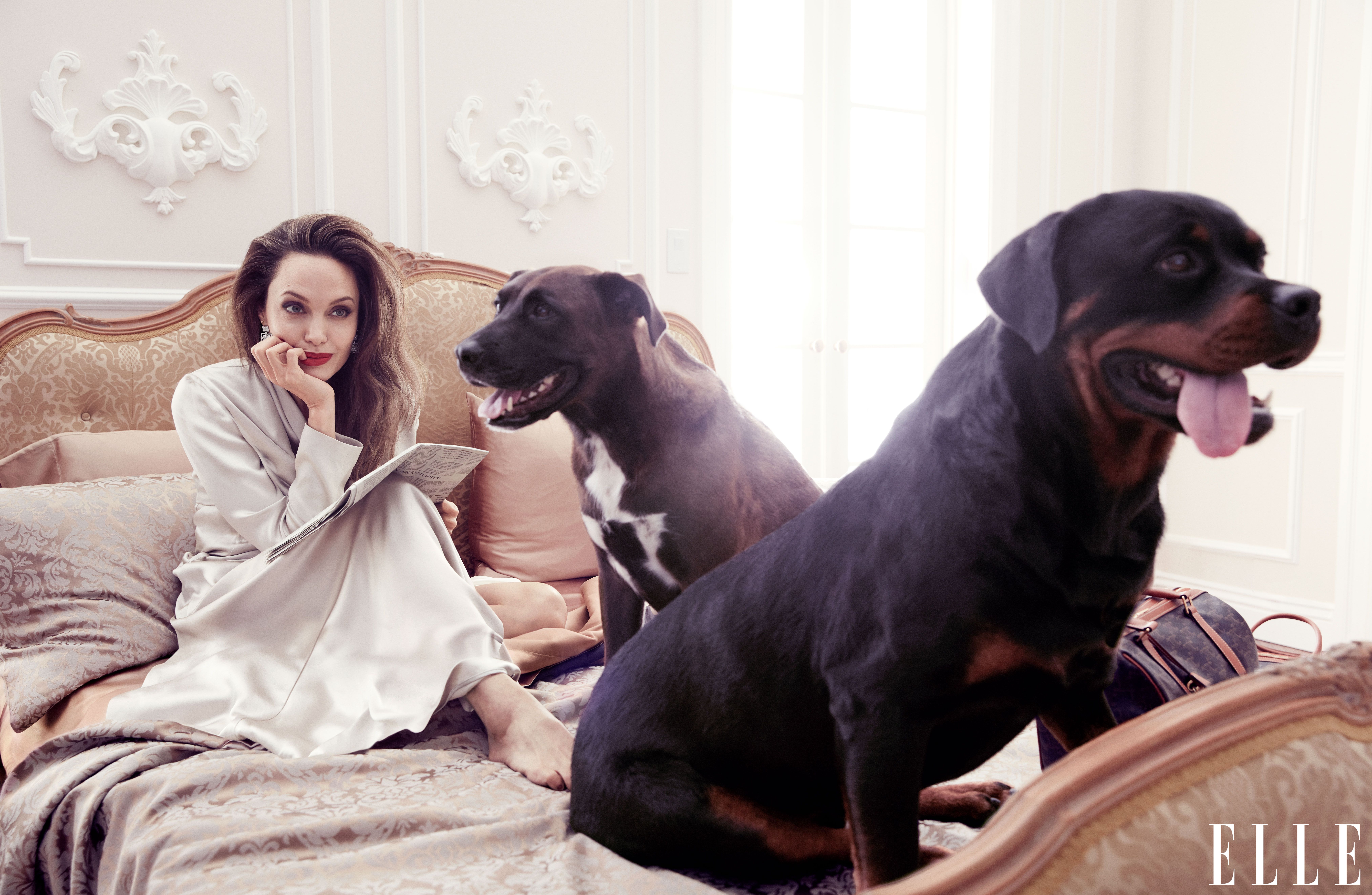 Handy-Wallpaper Angelina Jolie, Hund, Brünette, Amerikanisch, Berühmtheiten, Darstellerin kostenlos herunterladen.