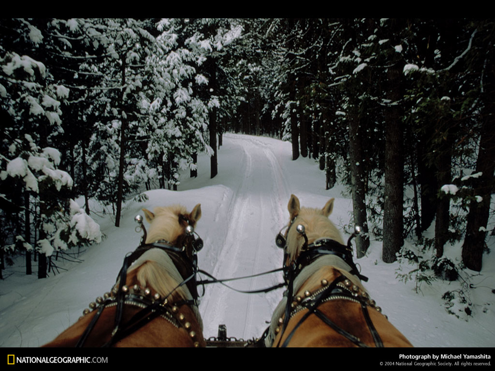 PCデスクトップに冬, 木, 馬, 雪, 道, 森, 写真撮影画像を無料でダウンロード