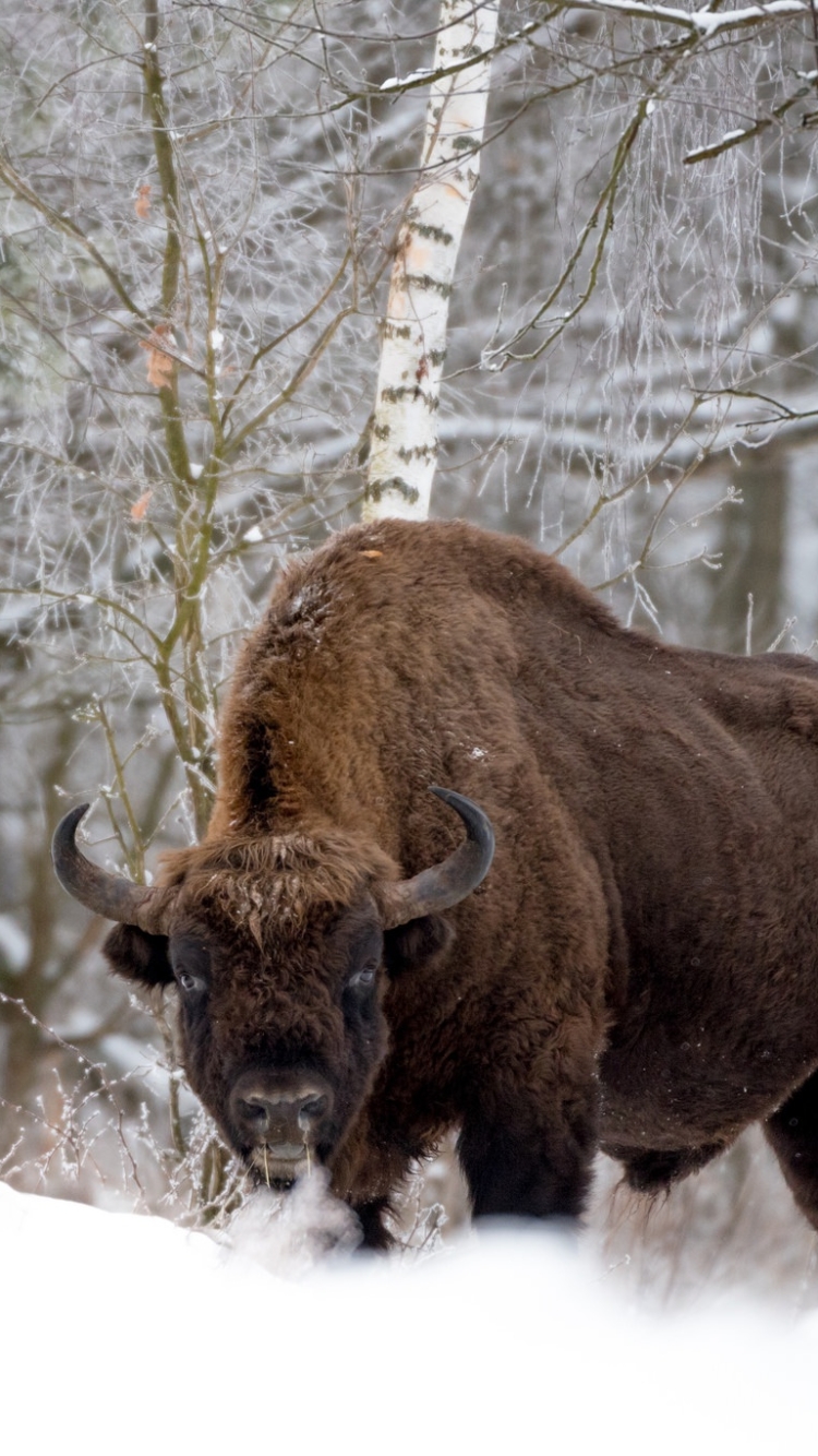 Handy-Wallpaper Tiere, Winter, Schnee, Starren, Amerikanischer Bison kostenlos herunterladen.