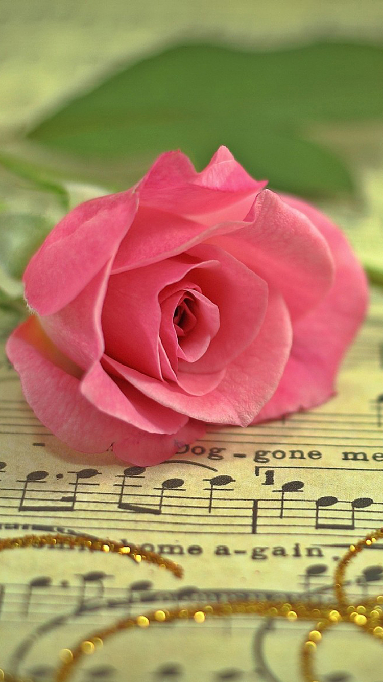 無料モバイル壁紙静物, 花, 薔薇, 写真撮影, ピンクの花, 楽譜, ピンクのバラをダウンロードします。