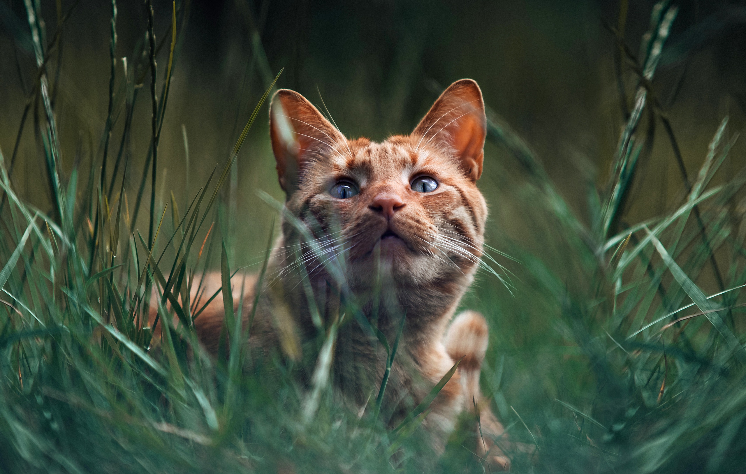 無料モバイル壁紙動物, ネコ, 猫をダウンロードします。