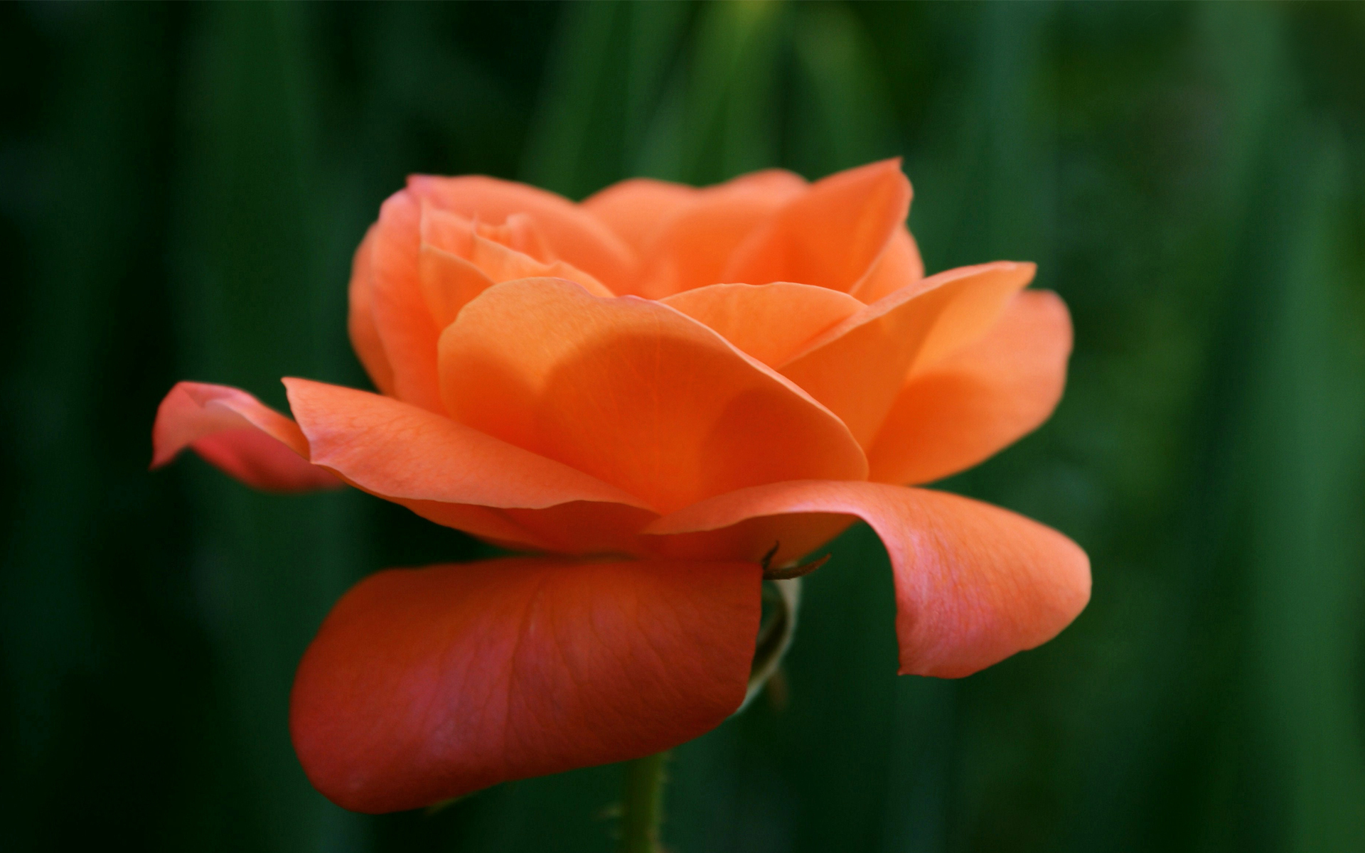 Baixe gratuitamente a imagem Flores, Rosa, Terra/natureza na área de trabalho do seu PC