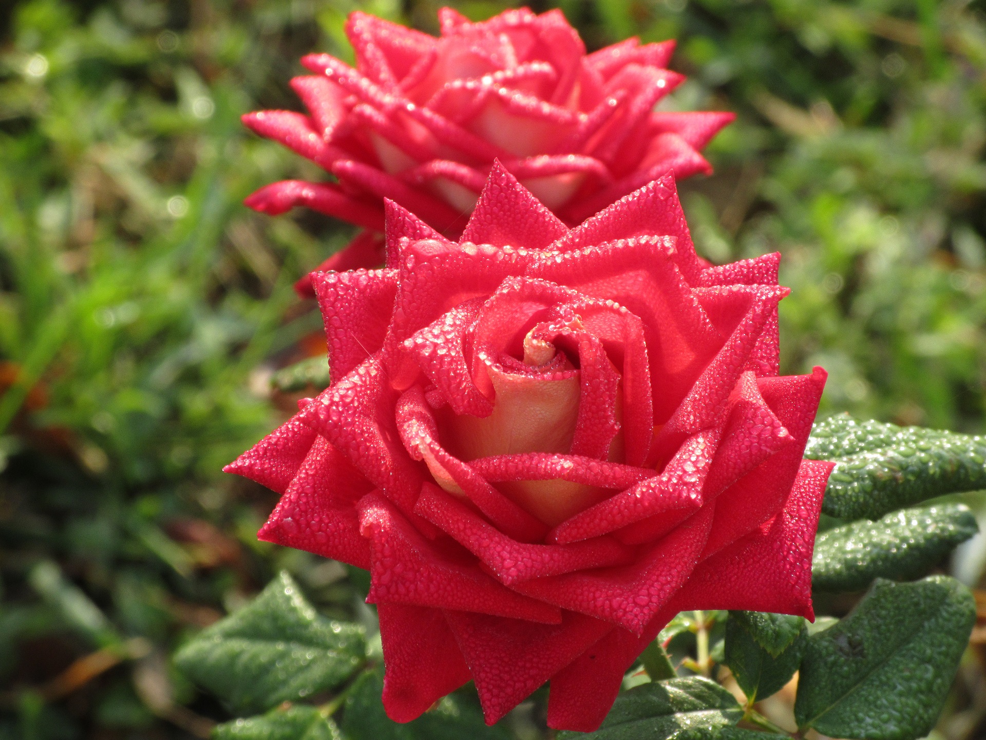 無料モバイル壁紙フラワーズ, 薔薇, 地球をダウンロードします。