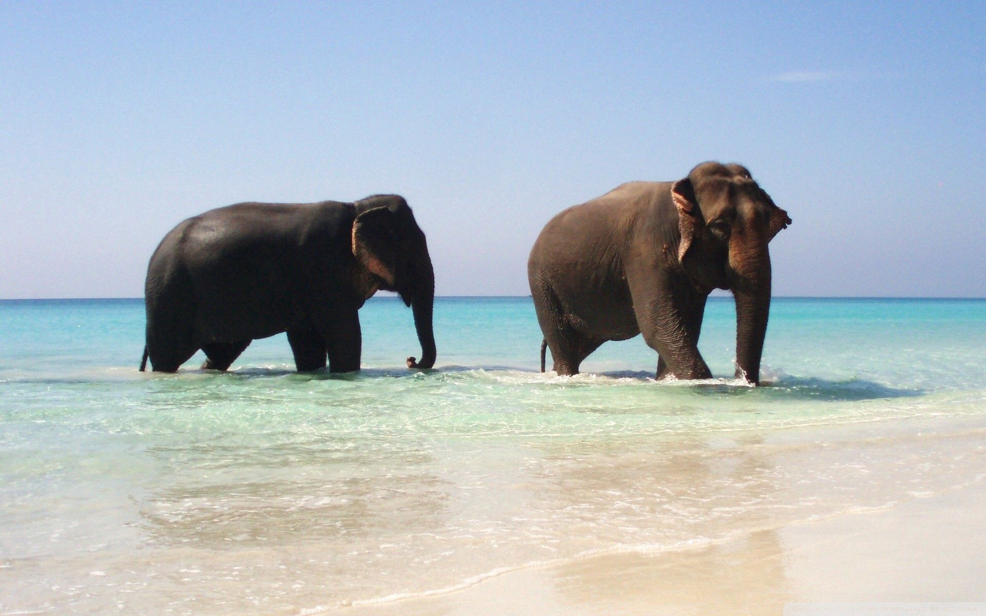 PCデスクトップに動物, 象, 双, 散歩, 海, カップル画像を無料でダウンロード