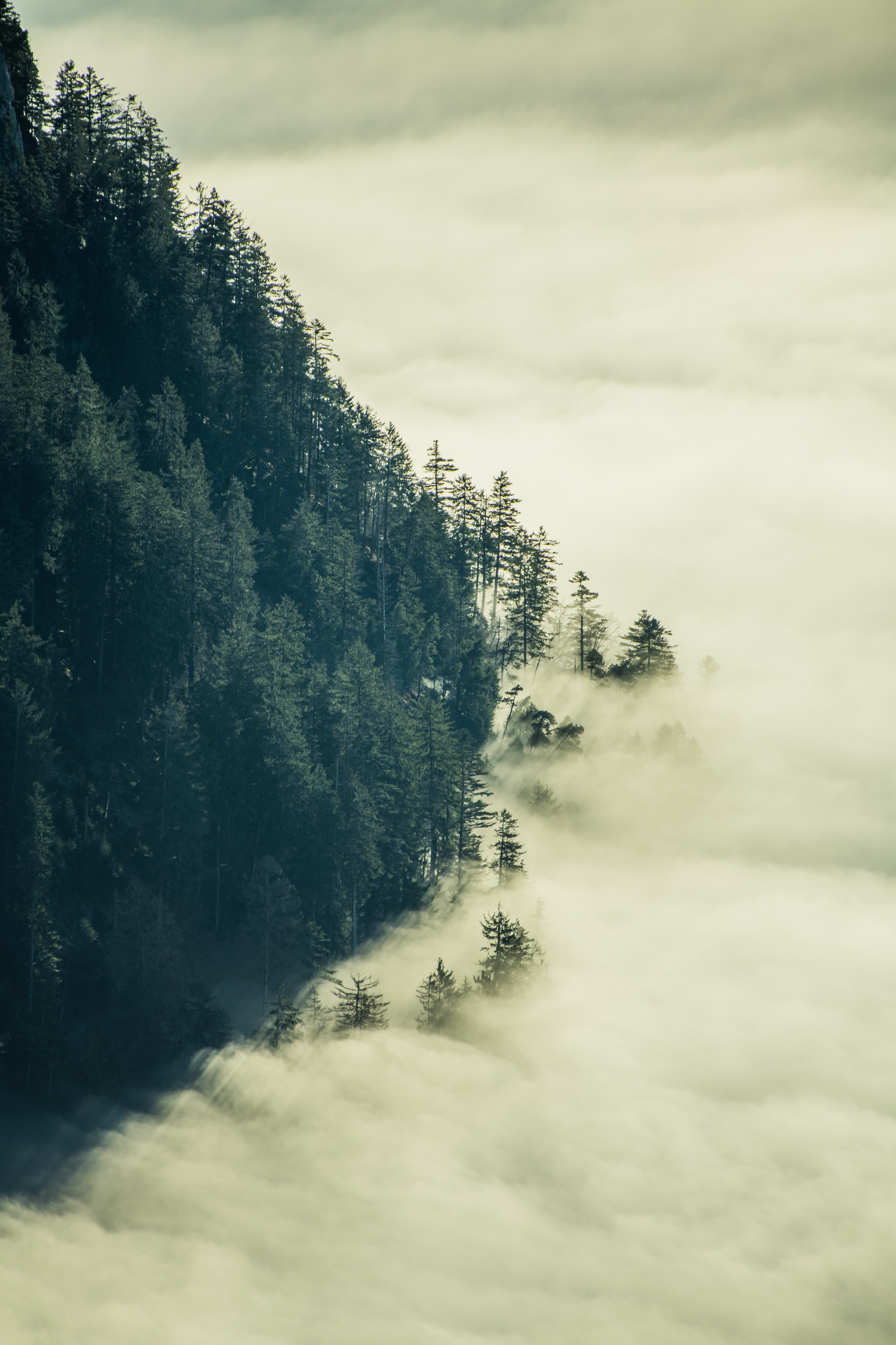 Baixe gratuitamente a imagem Natureza, Árvores, Nuvens, Floresta, Névoa, Nevoeiro na área de trabalho do seu PC