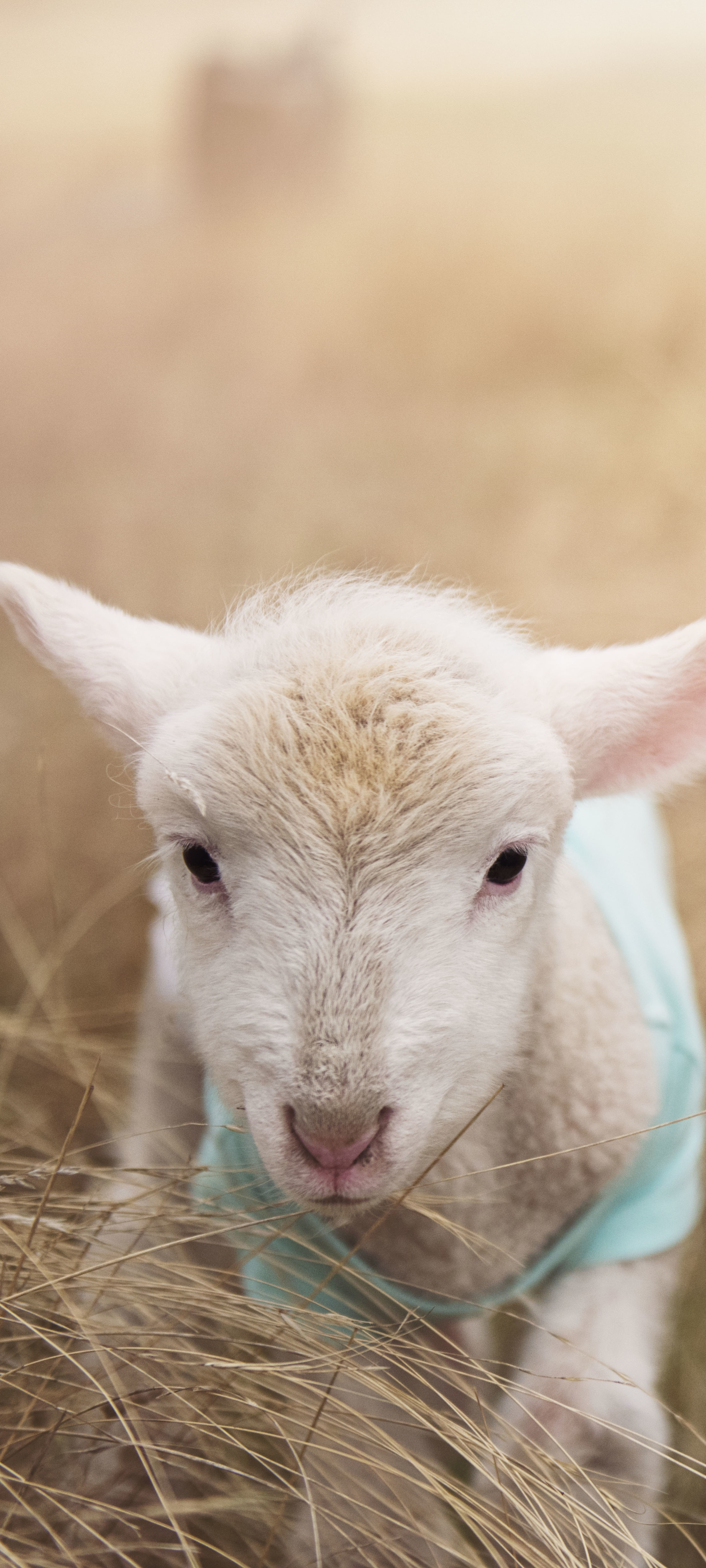 Download mobile wallpaper Animal, Sheep, Lamb, Baby Animal for free.