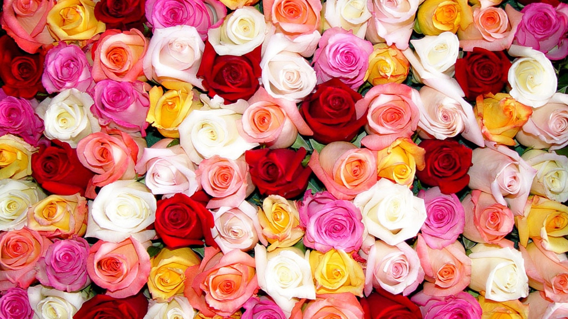 Descarga gratis la imagen Flores, Rosa, Flor Rosa, Colores, Vistoso, Flor Amarilla, Flor Blanca, Flor Roja, Tierra/naturaleza en el escritorio de tu PC