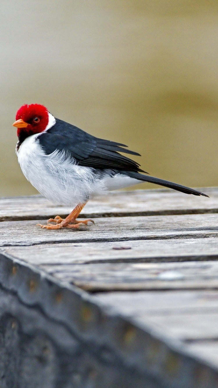 Download mobile wallpaper Nature, Birds, Bird, Animal, Cardinal for free.