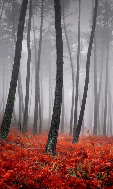 Handy-Wallpaper Natur, Wald, Baum, Nebel, Erde/natur kostenlos herunterladen.