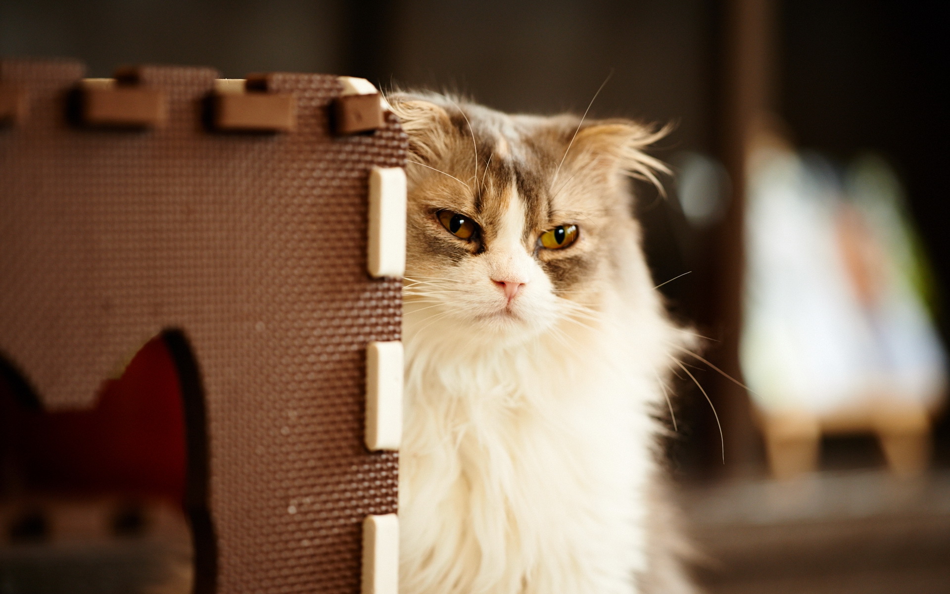 Baixe gratuitamente a imagem Animais, Gatos, Gato na área de trabalho do seu PC