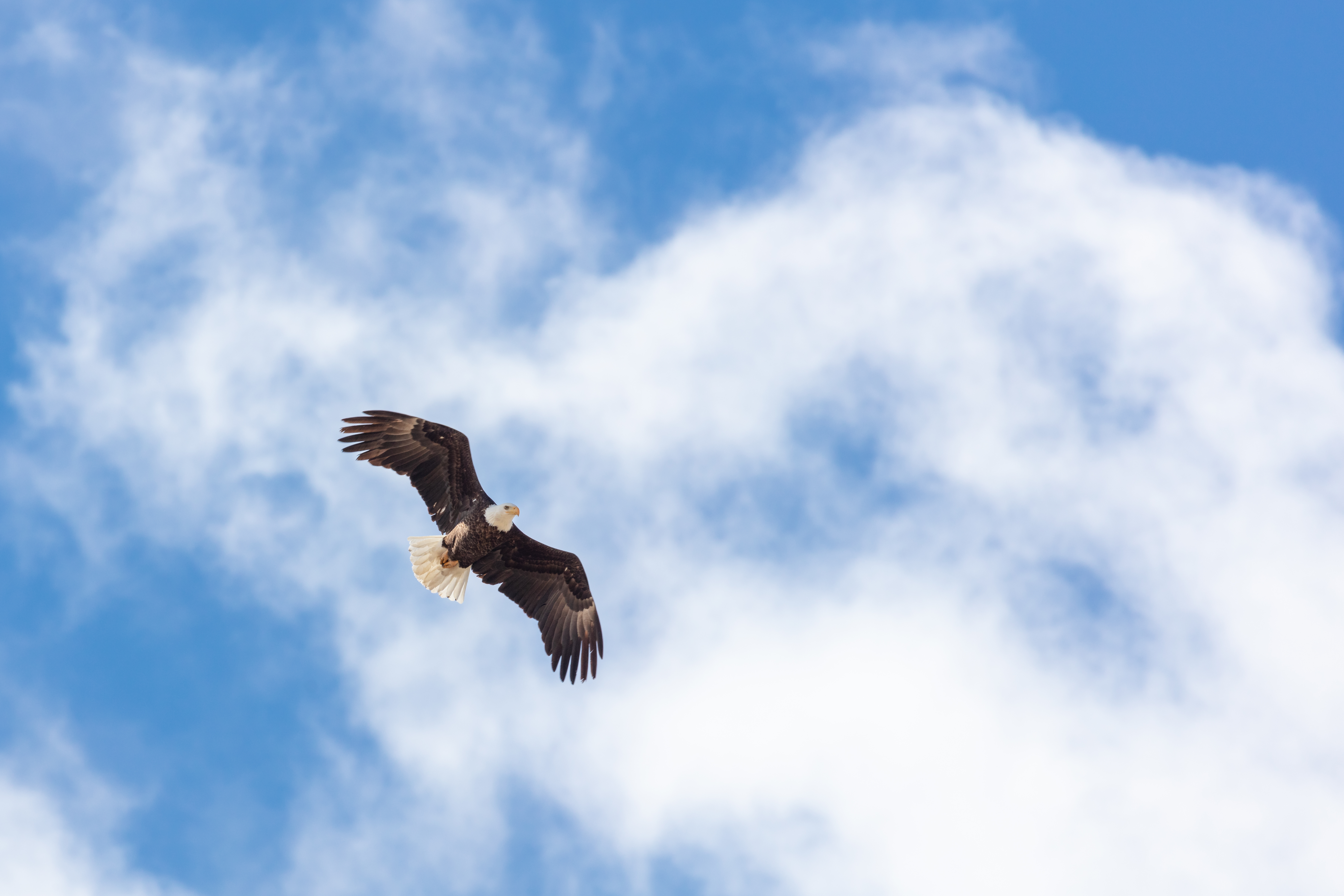 58973 descargar fondo de pantalla animales, vuelo, alas, águila, libertad: protectores de pantalla e imágenes gratis