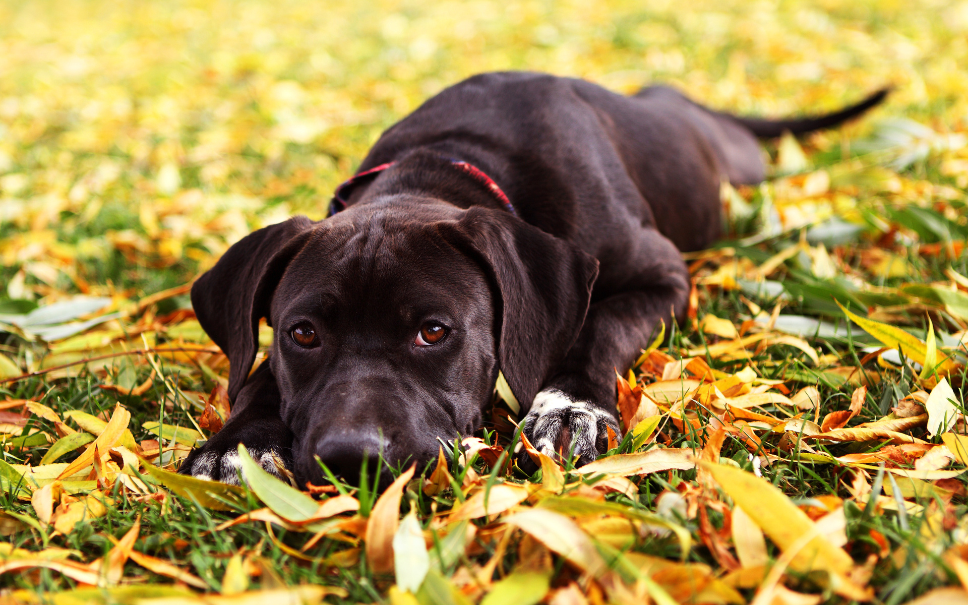 Descarga gratuita de fondo de pantalla para móvil de Animales, Perro.