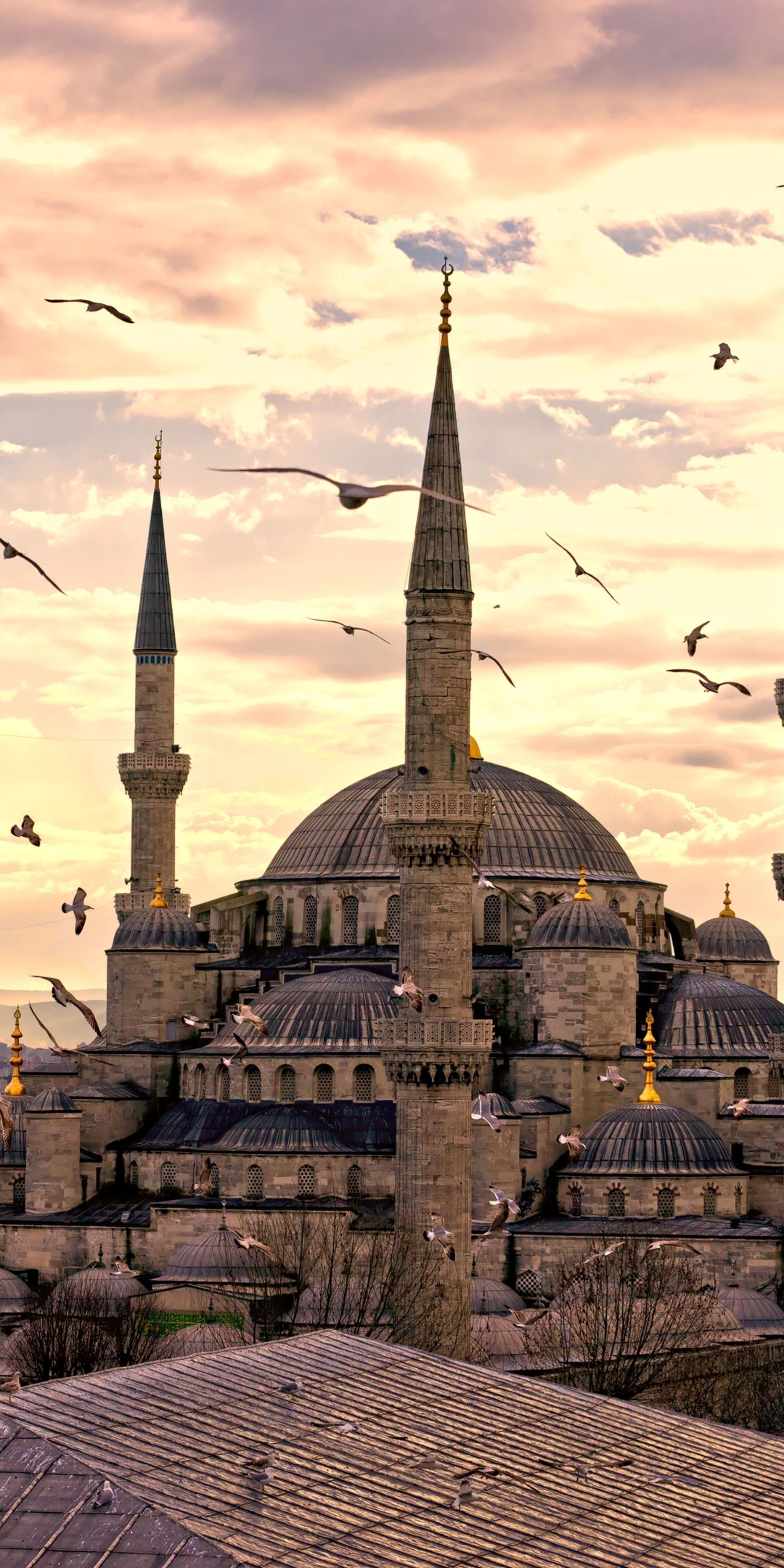 Скачать картинку Чайки, Чайка, Турция, Стамбул, Религиозные, Мечеть Султана Ахмеда, Мечети в телефон бесплатно.