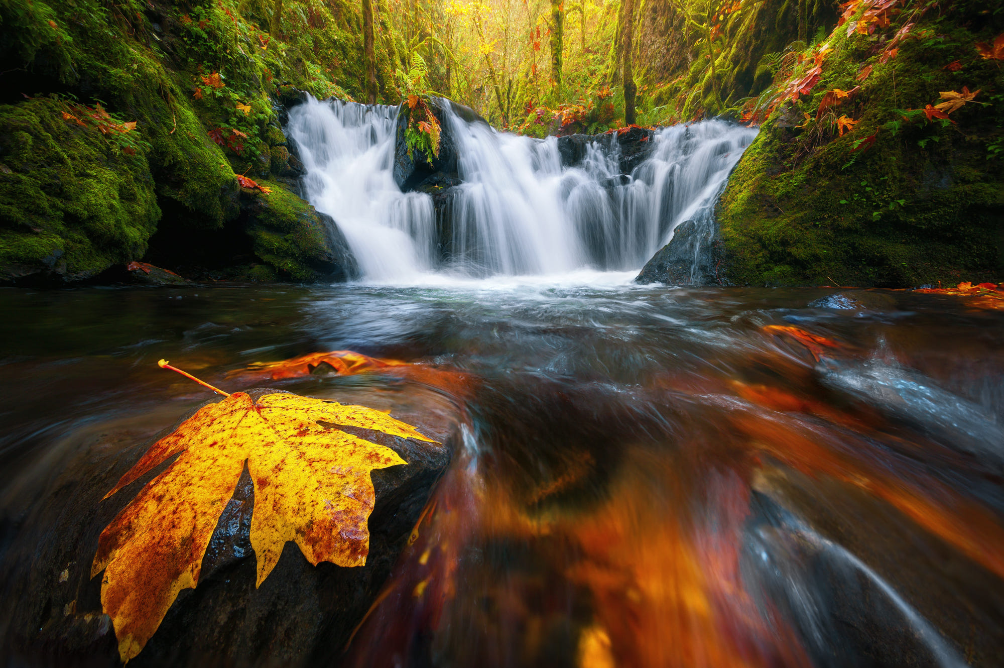 Download mobile wallpaper Waterfalls, Waterfall, Forest, Leaf, Fall, Earth, Moss for free.