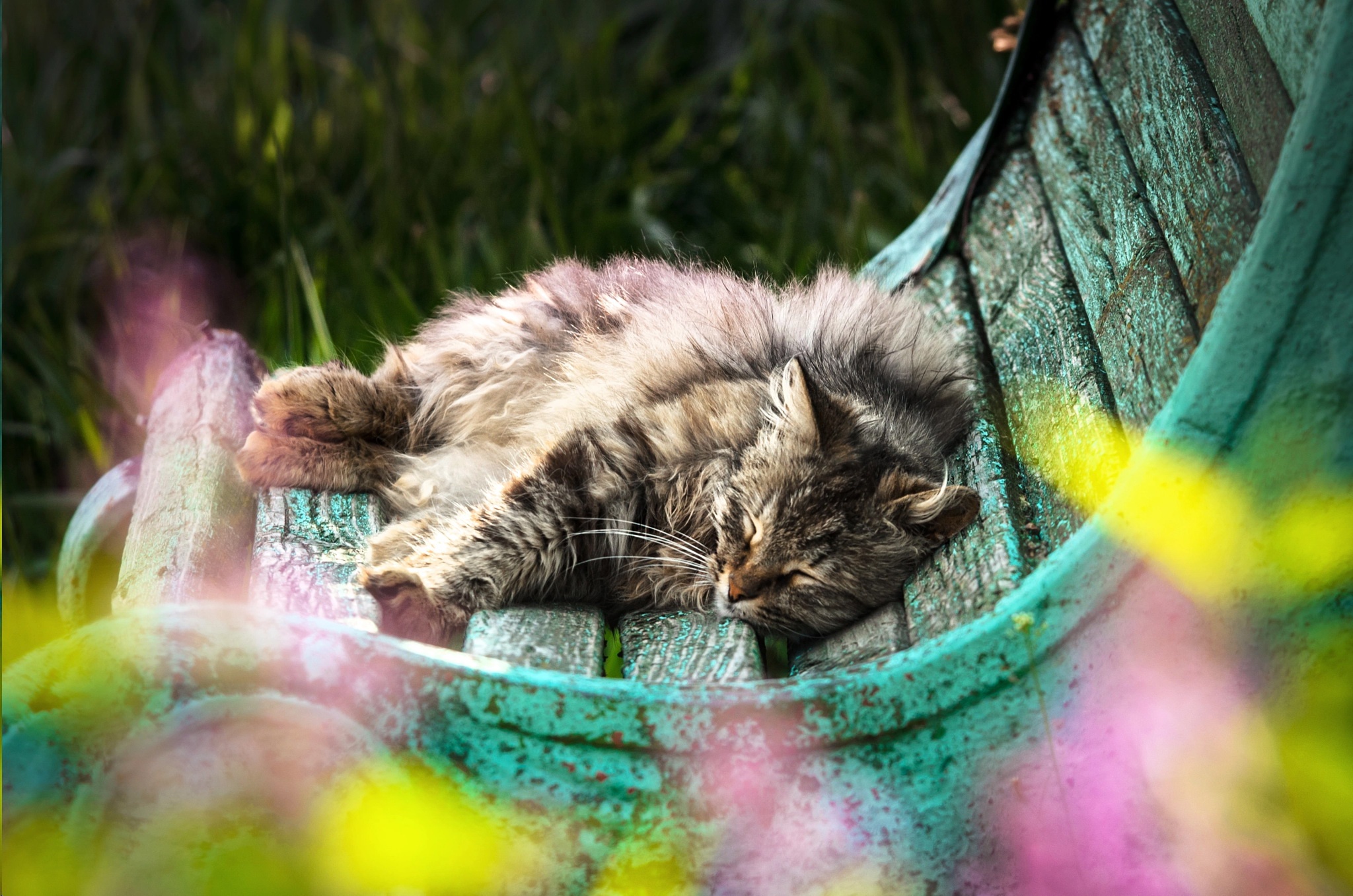 Free download wallpaper Cats, Cat, Animal, Sleeping on your PC desktop