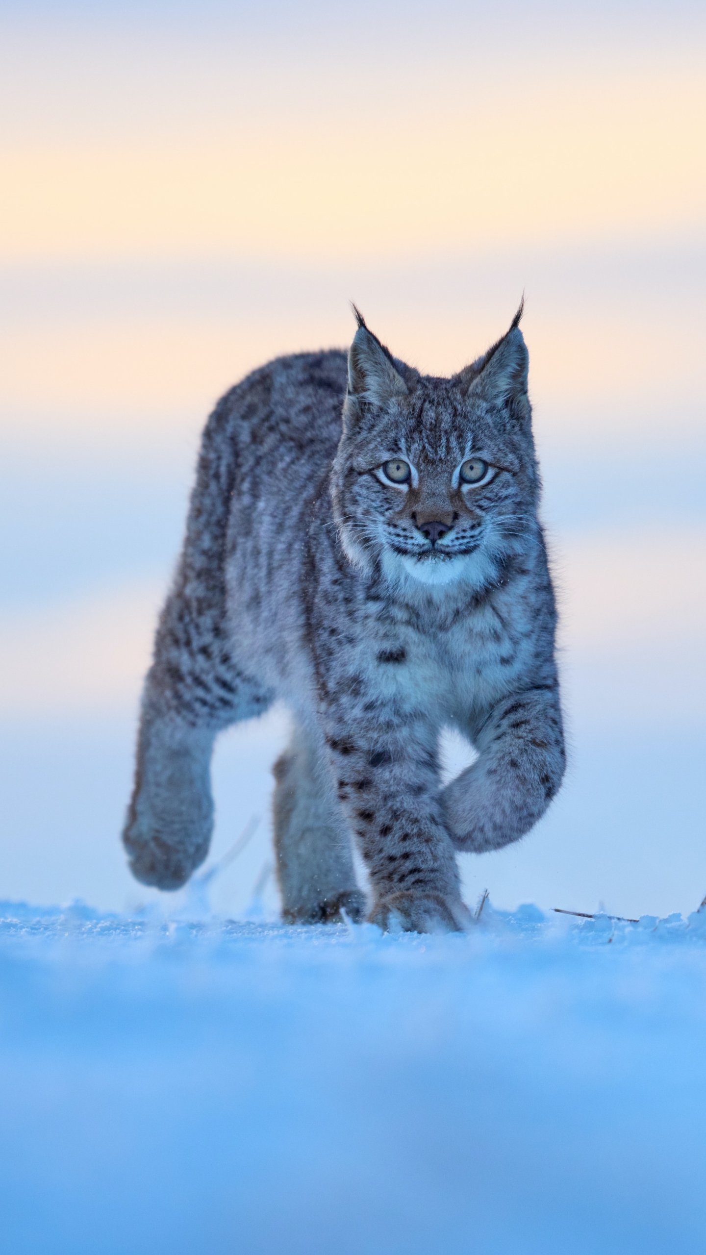 Download mobile wallpaper Cats, Animal, Lynx for free.